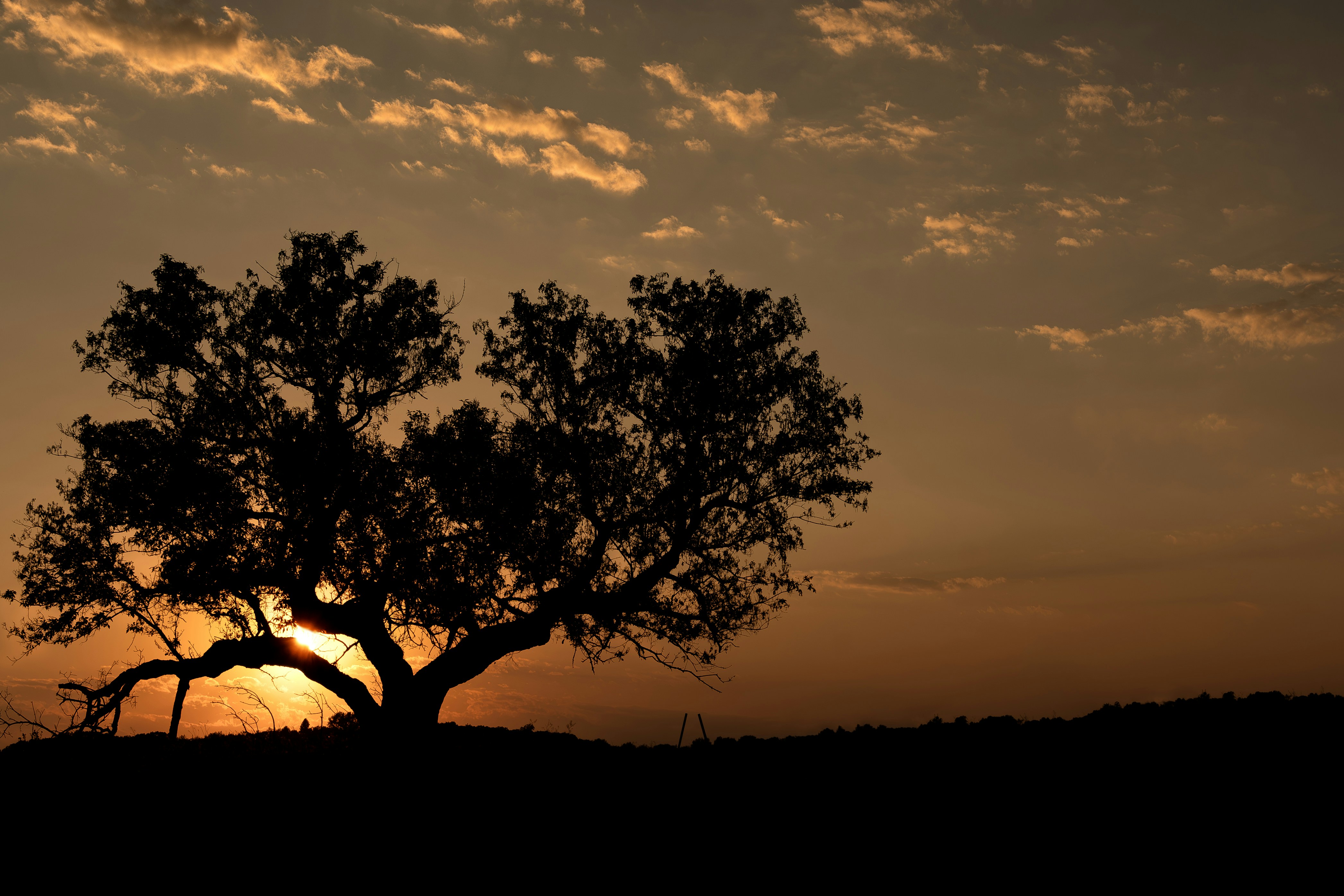 Photo by purplepanther761