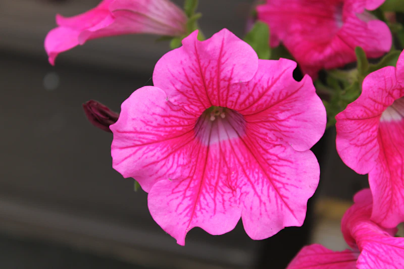 Close-up of vibrant pink petunia flower blooms