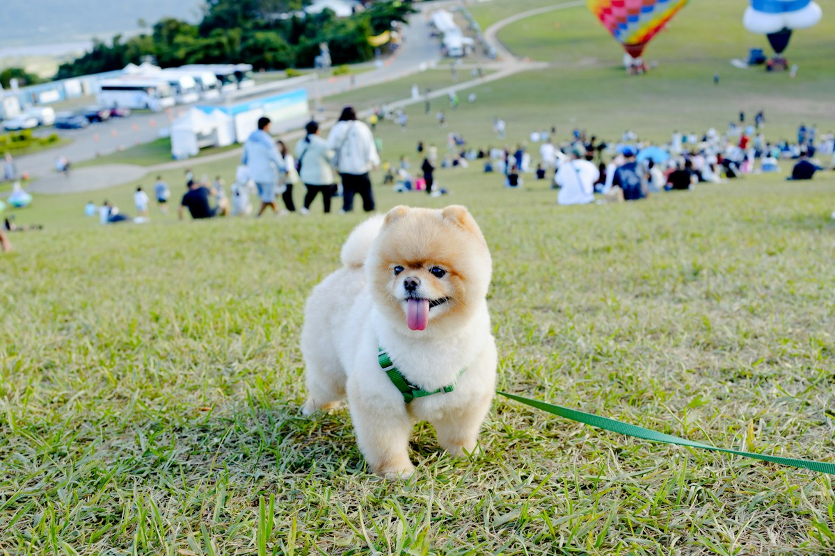 Spitz alemão de pelagem creme em pé sobre um gramado, com guia verde