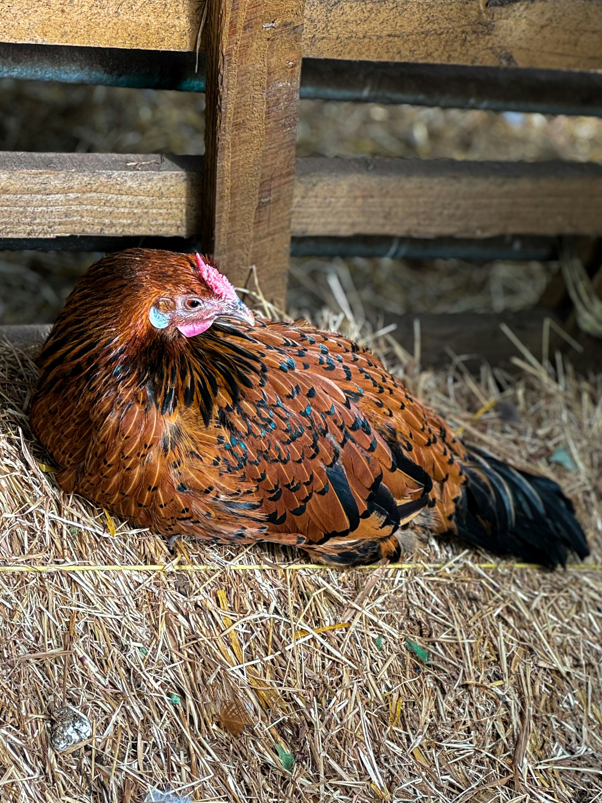 A brown chicken rests on a bed of hay.