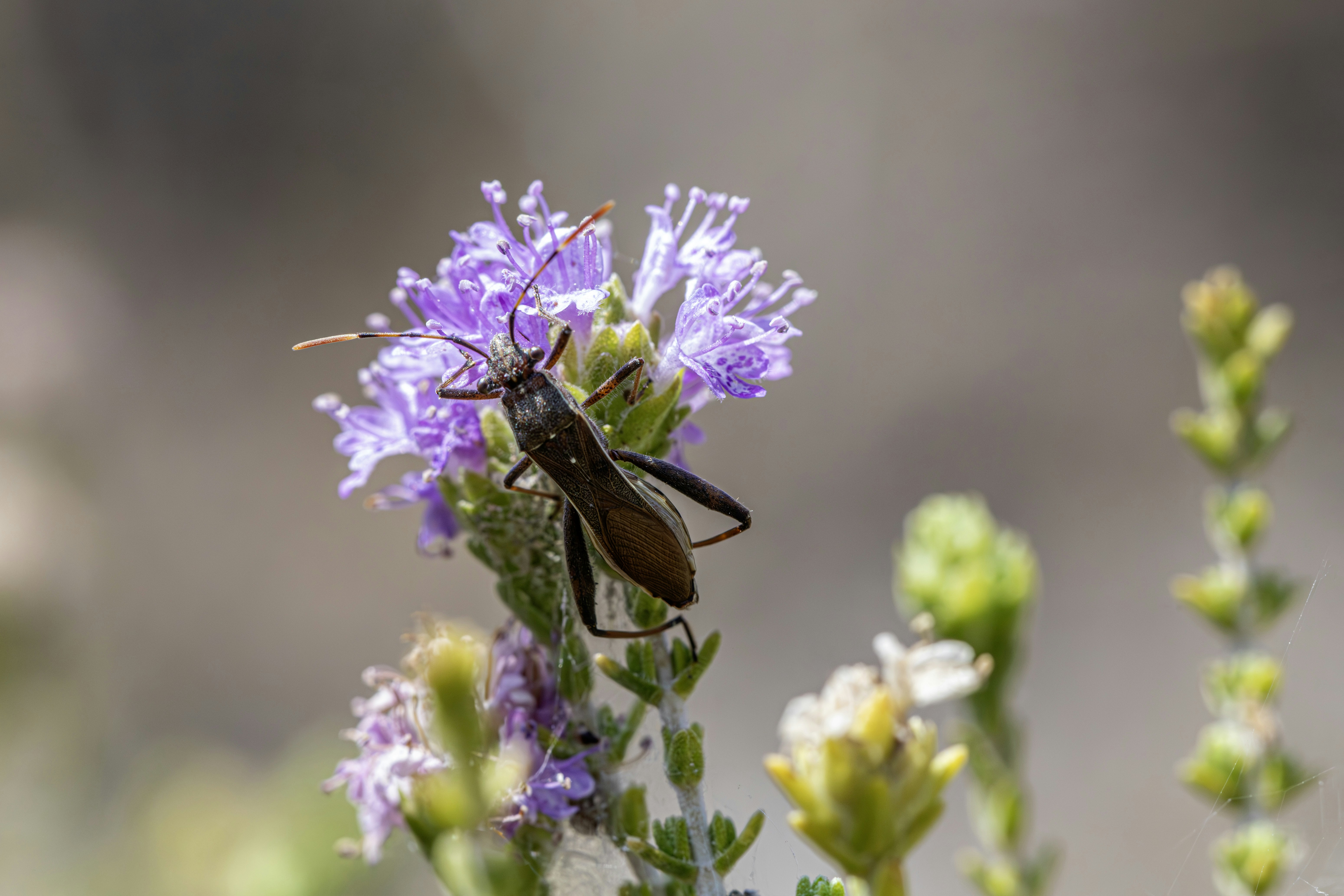 A bee pollinates a purple wildflower in a field.