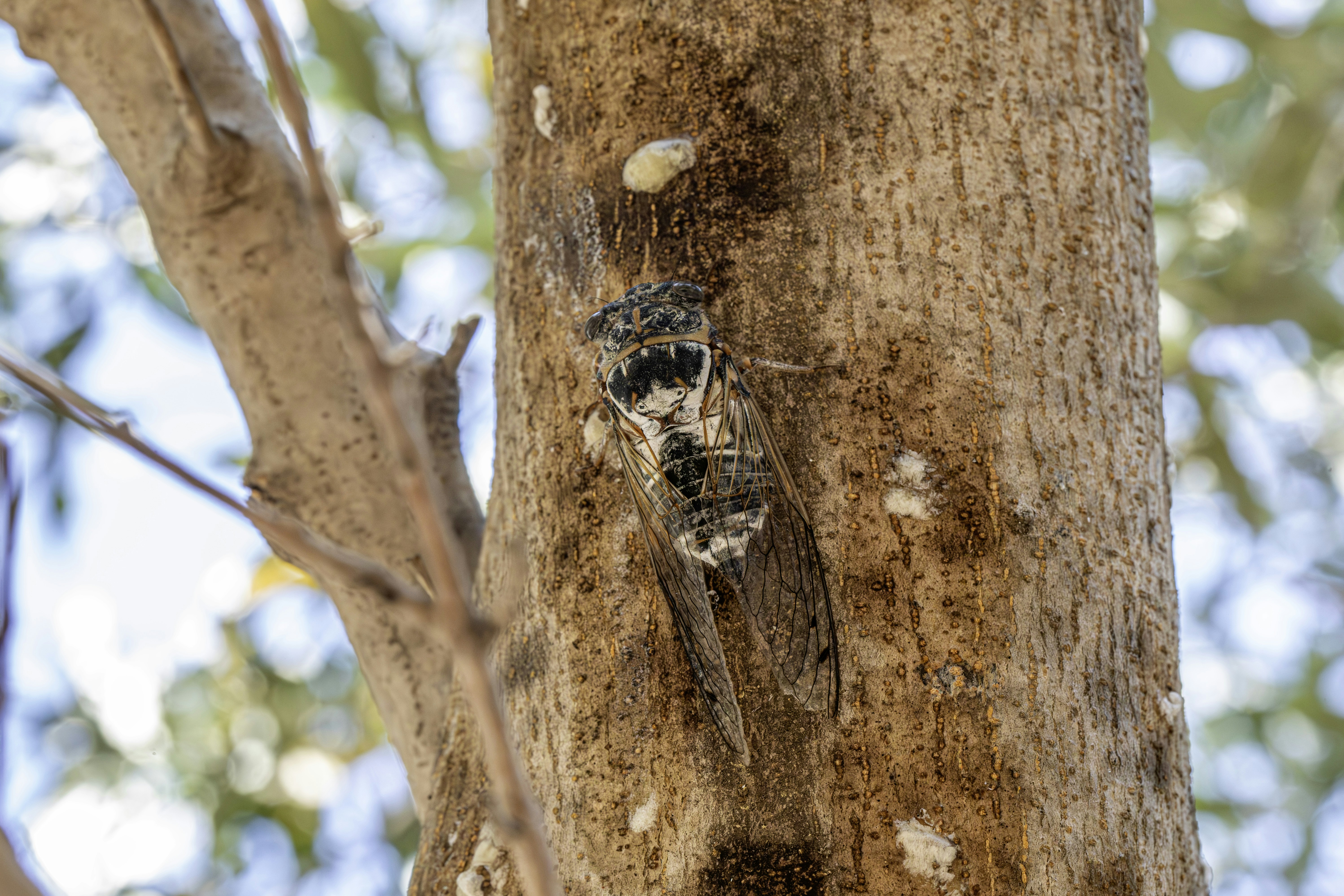 A woodpecker clings to a tree trunk.