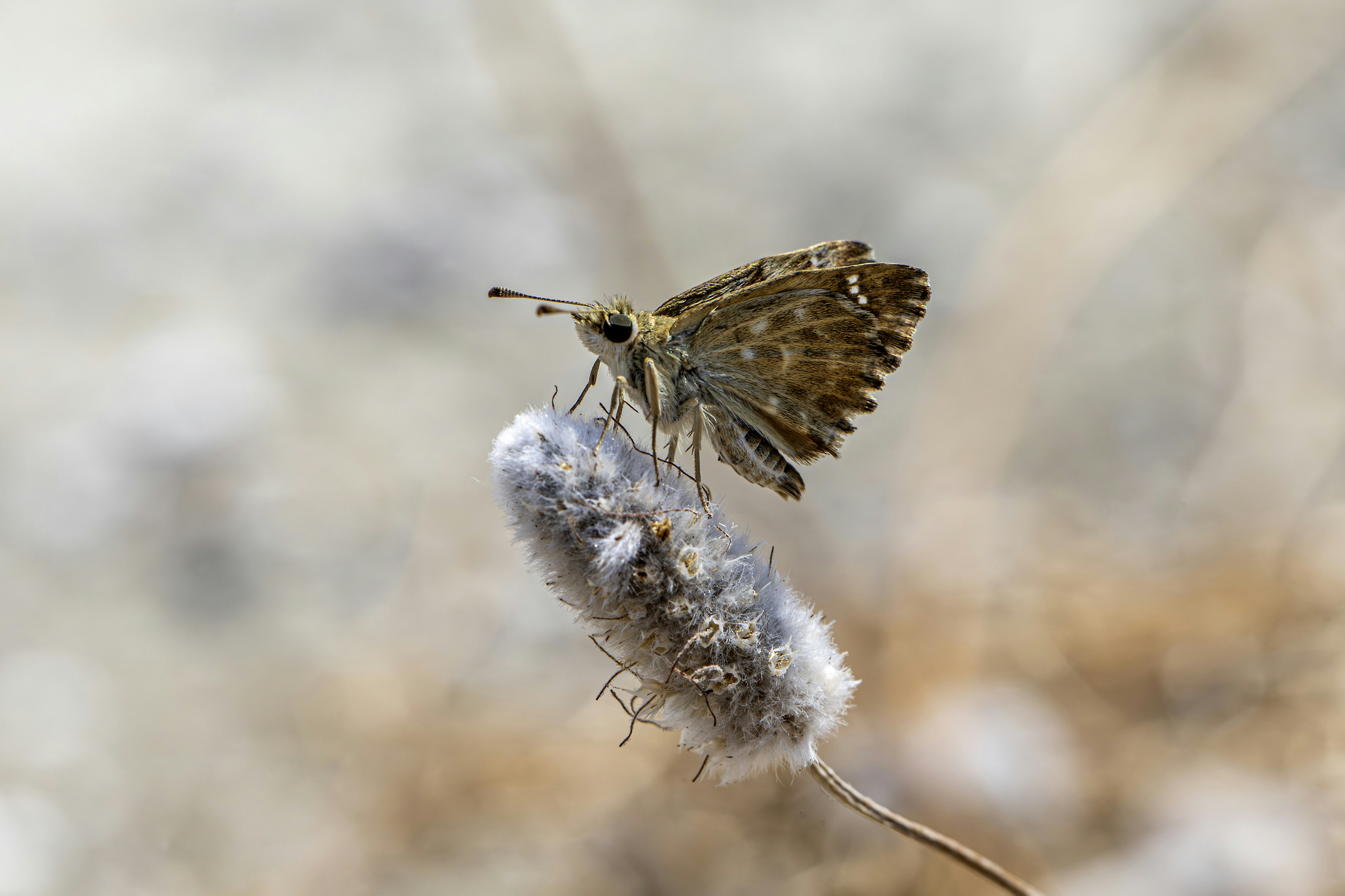 A small brown butterfly rests on a fuzzy seed pod.