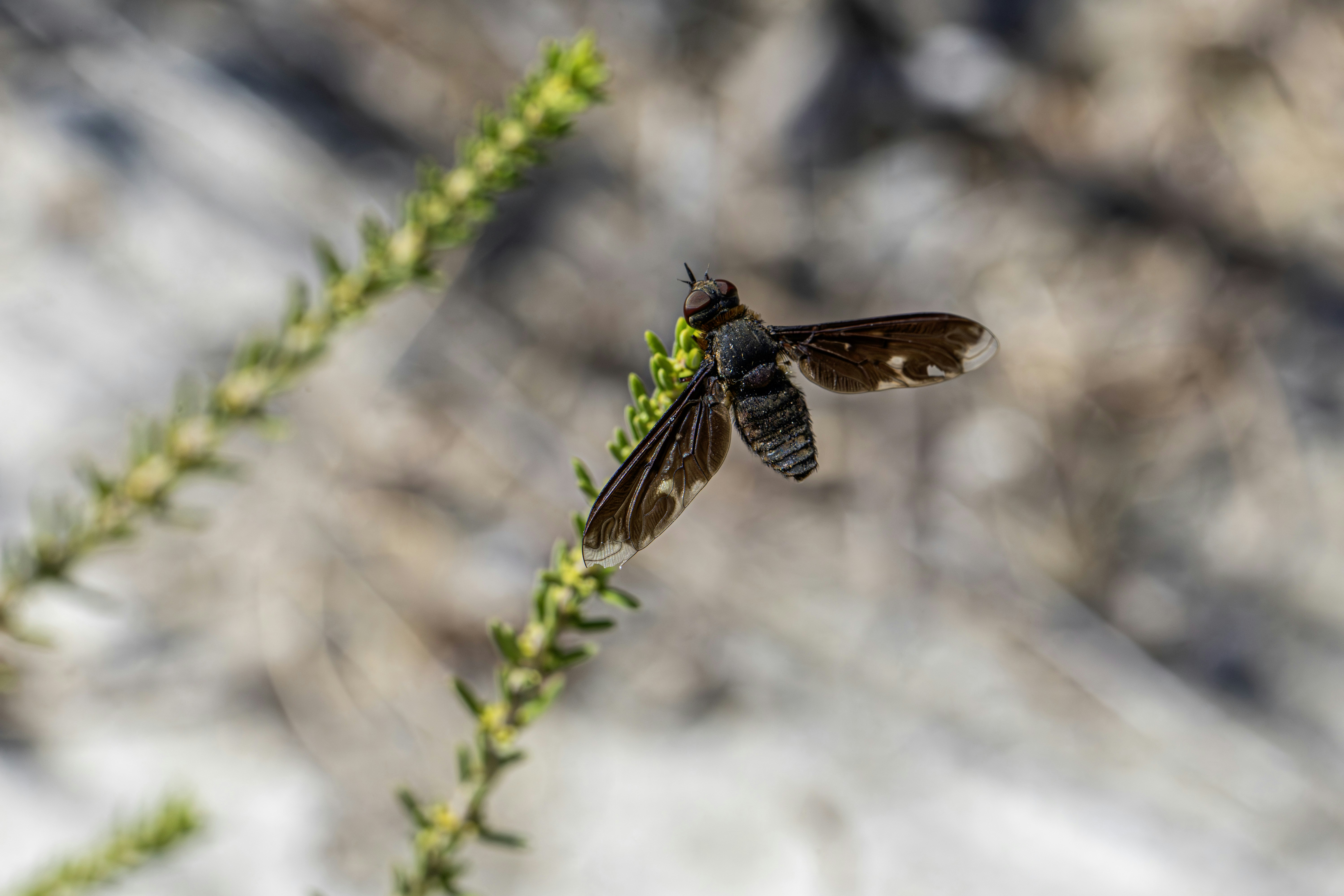 A dark dragonfly rests on a green plant stem.