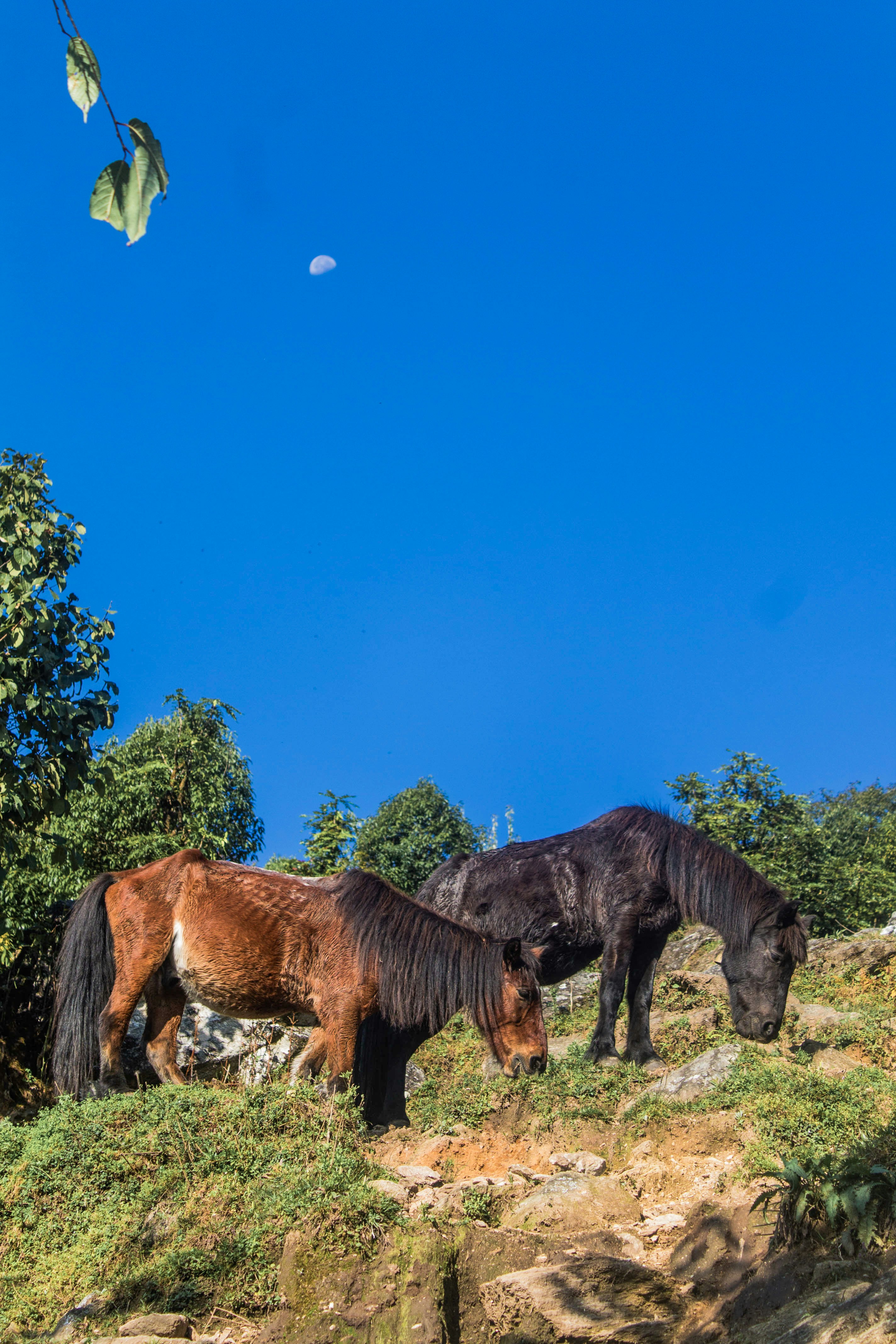 Two horses grazing on a grassy hill under blue sky