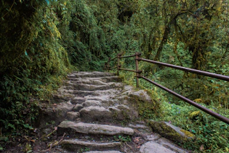 Stone steps ascend through a lush green forest.