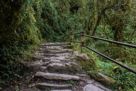 Stone steps ascend through a lush green forest.