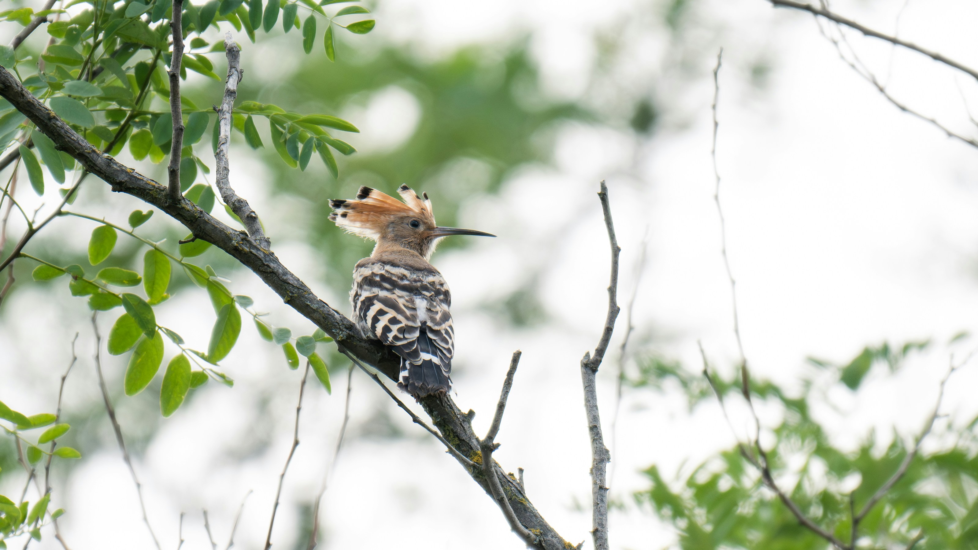 黄色い頭のキツツキが木の枝にとまるの写真 – Unsplashの鳥の無料画像