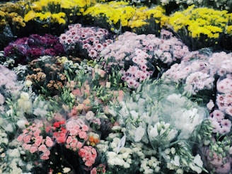 Colorful garden flowers in bloom with yellow and pink blooms