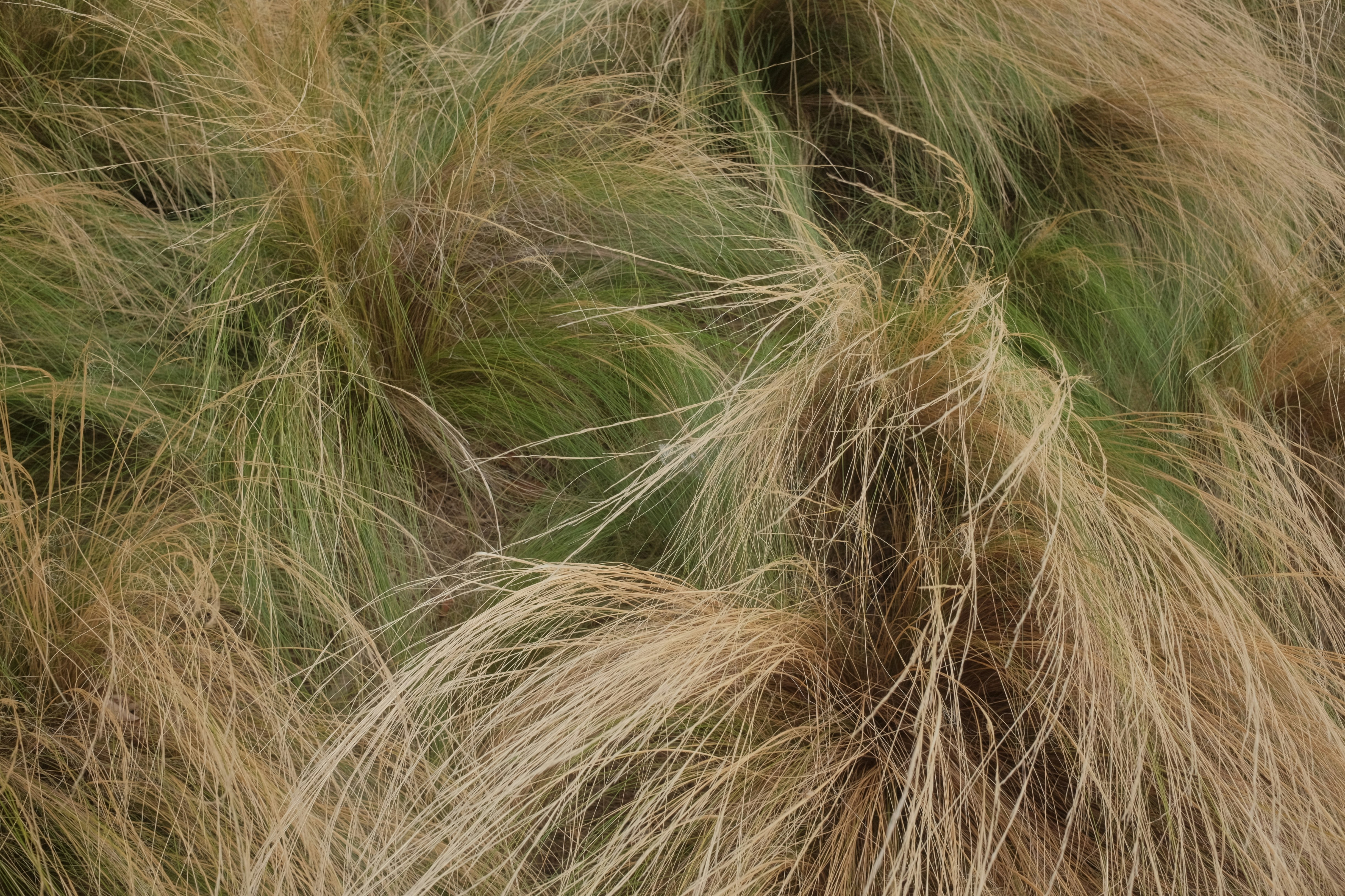 Close-up of dry, wispy grass with green undertones