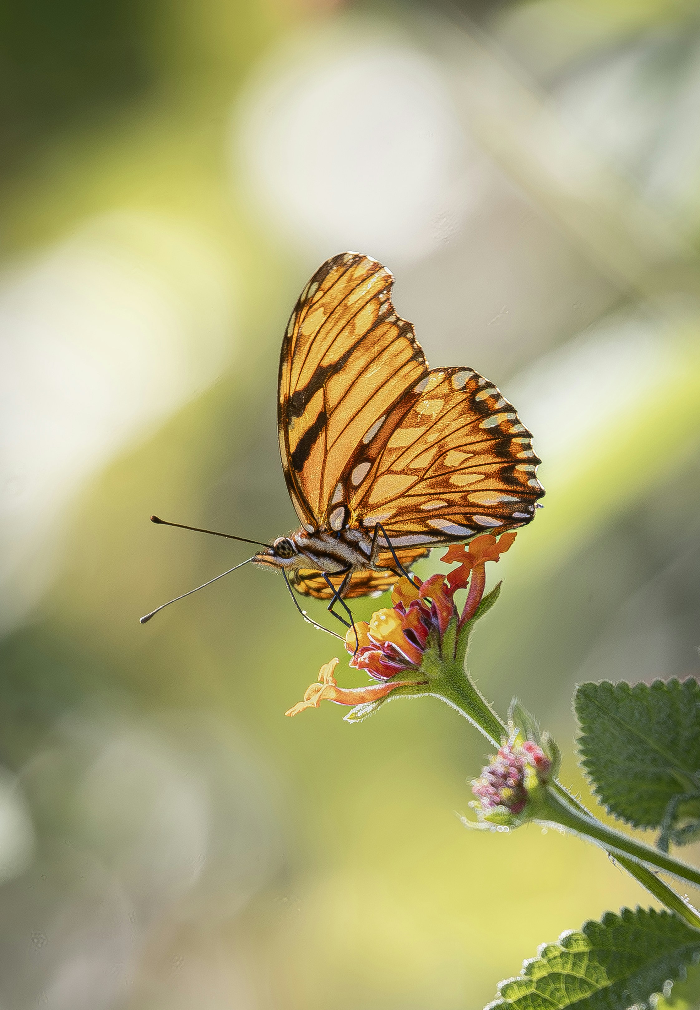 Palabras más buscadas en Google en 2025: ¿por qué la mariposa monarca ha entrado en el top ten?