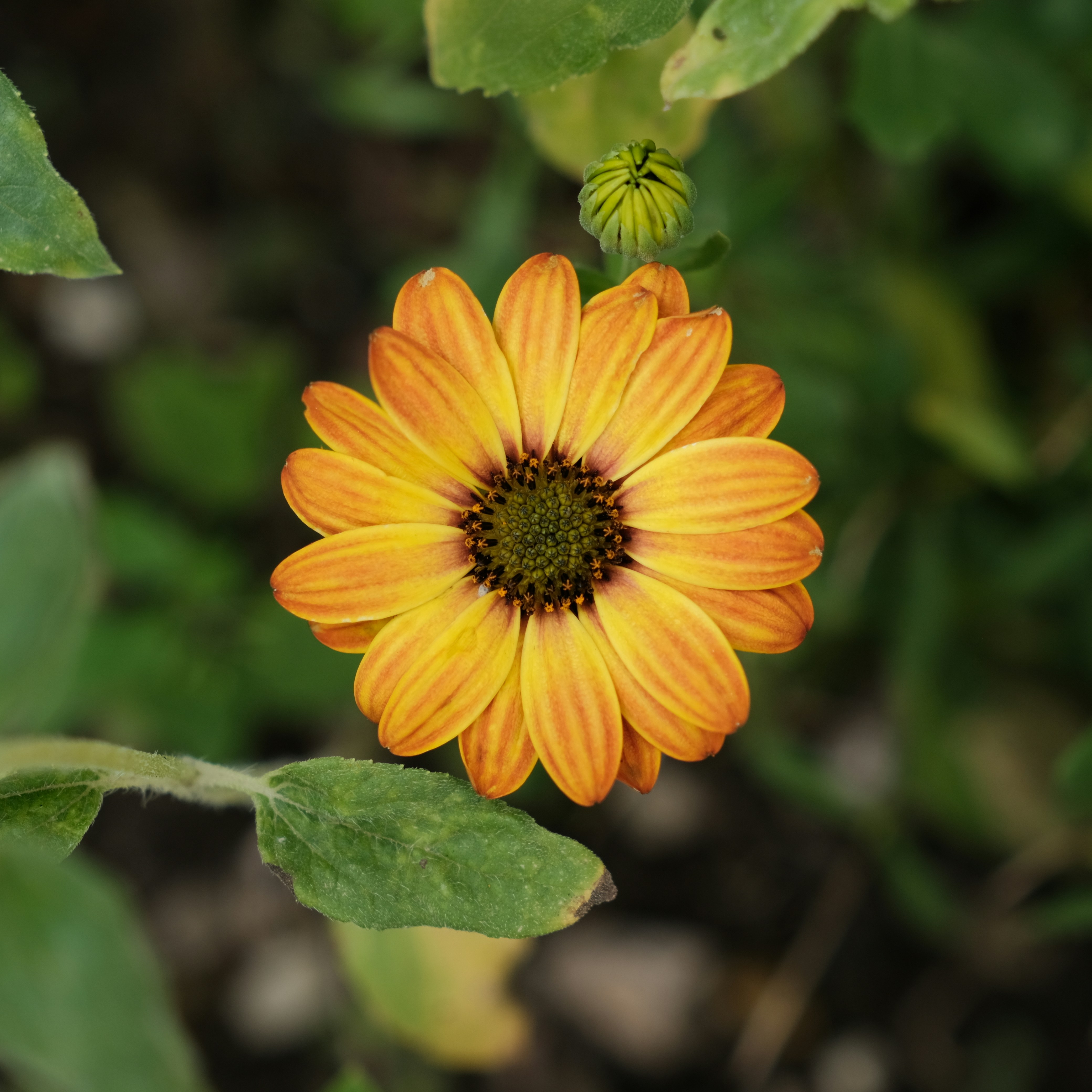 Photo by phongnguyen96