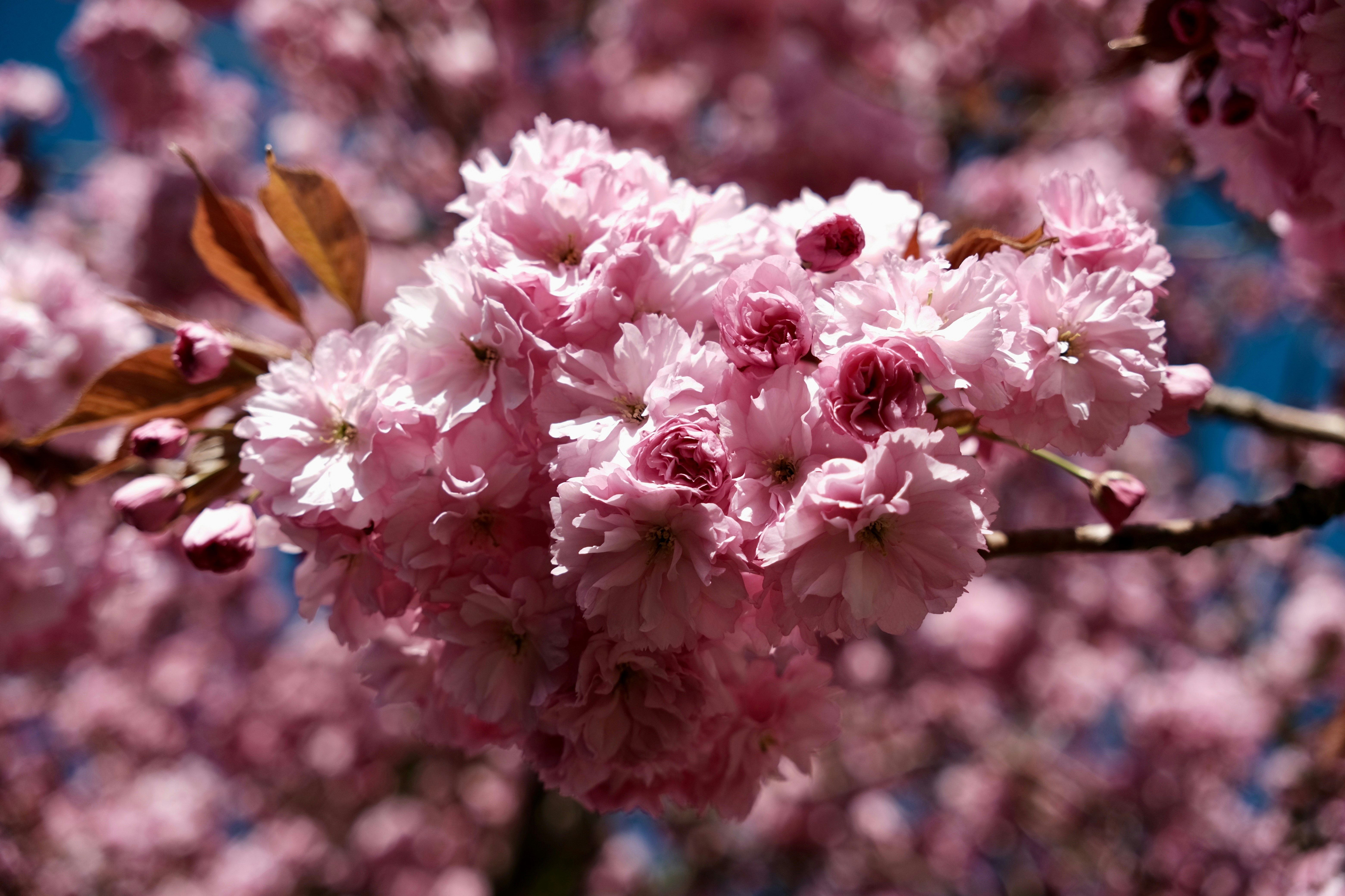 Photo by phongnguyen96