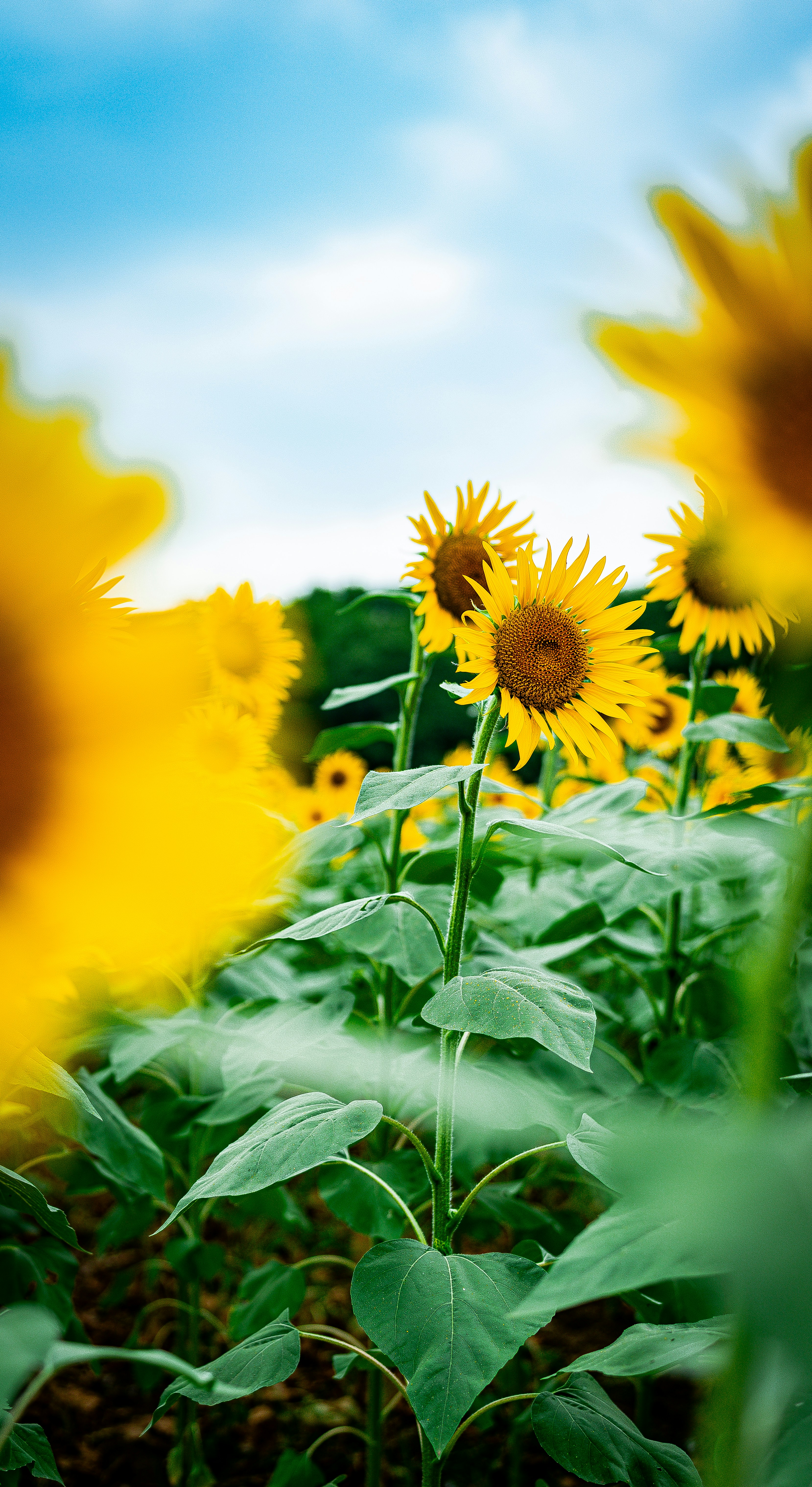 Photo by geraldyscovery