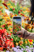 Hand holding phone capturing colorful blooming flowers
