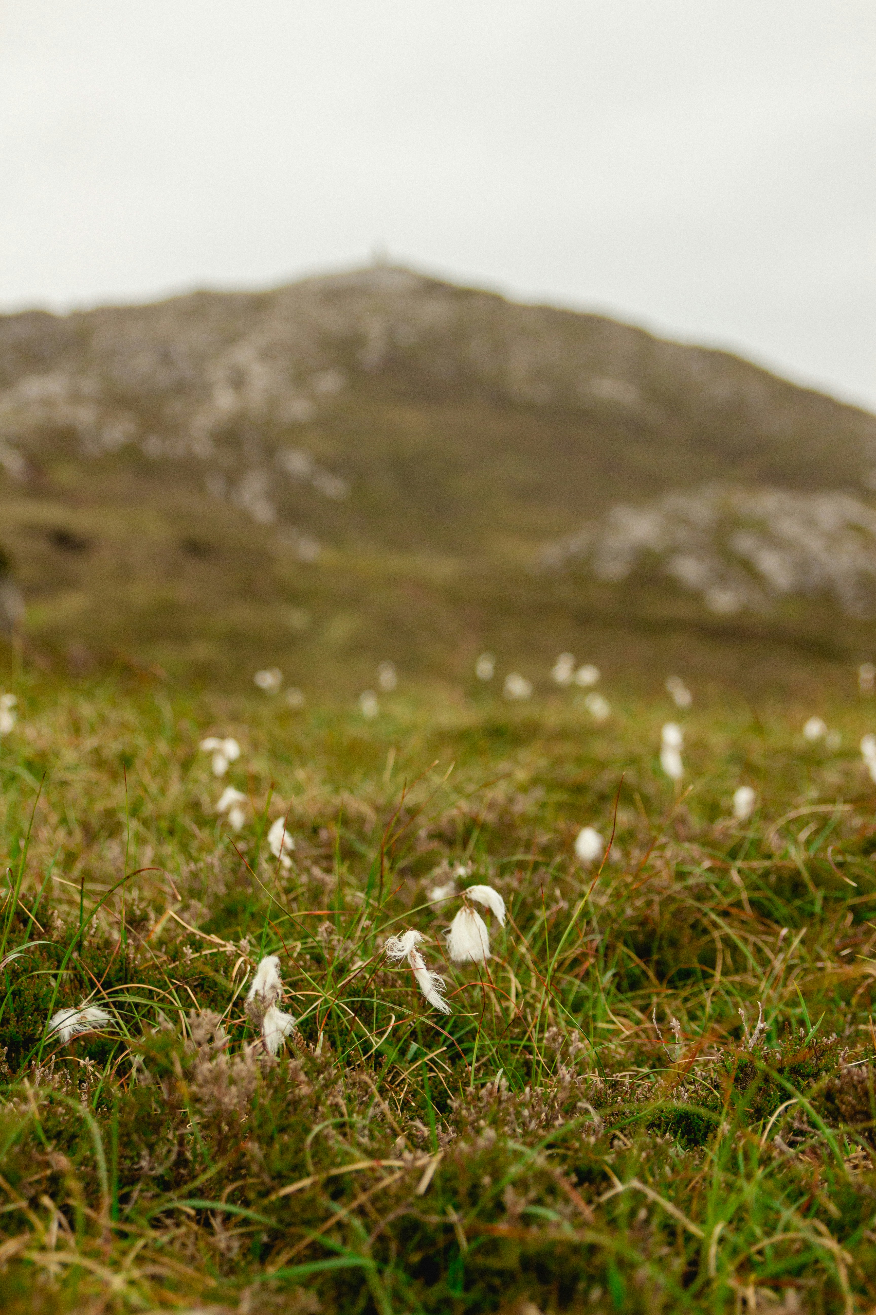 Les fleurs blanches fleurissent dans un champ herbeux avec une colline.