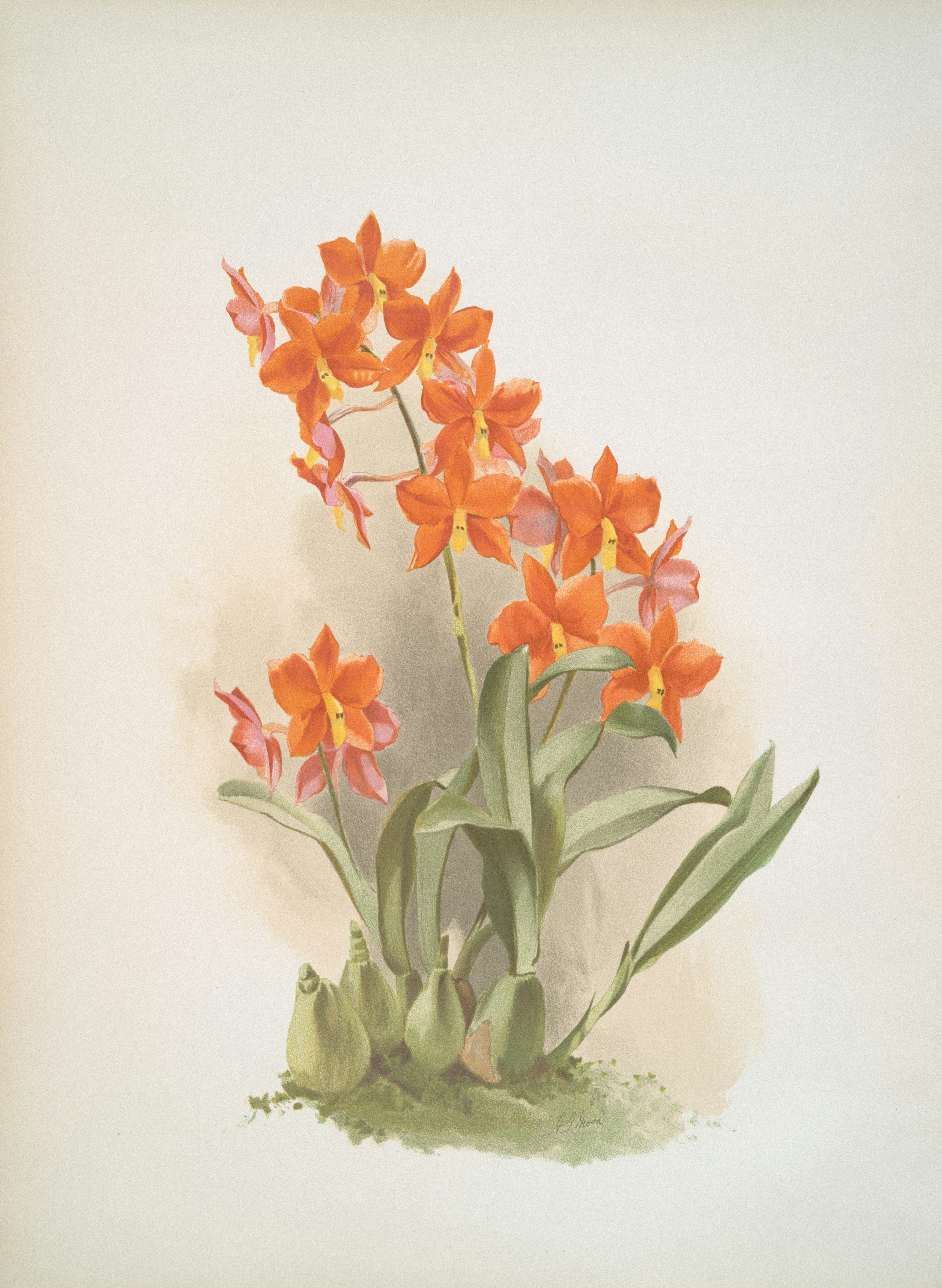 Photo by nypl