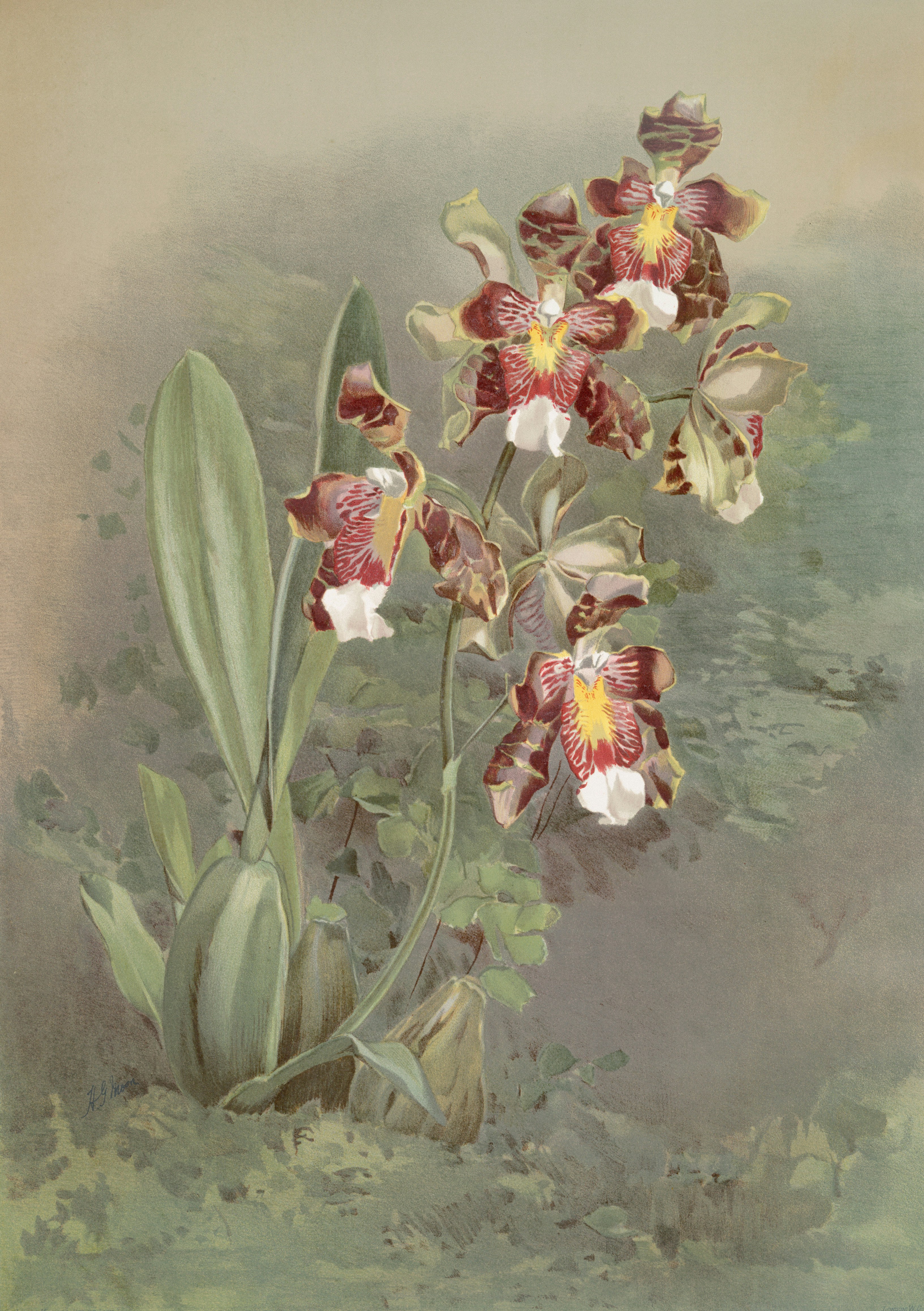 Photo by nypl