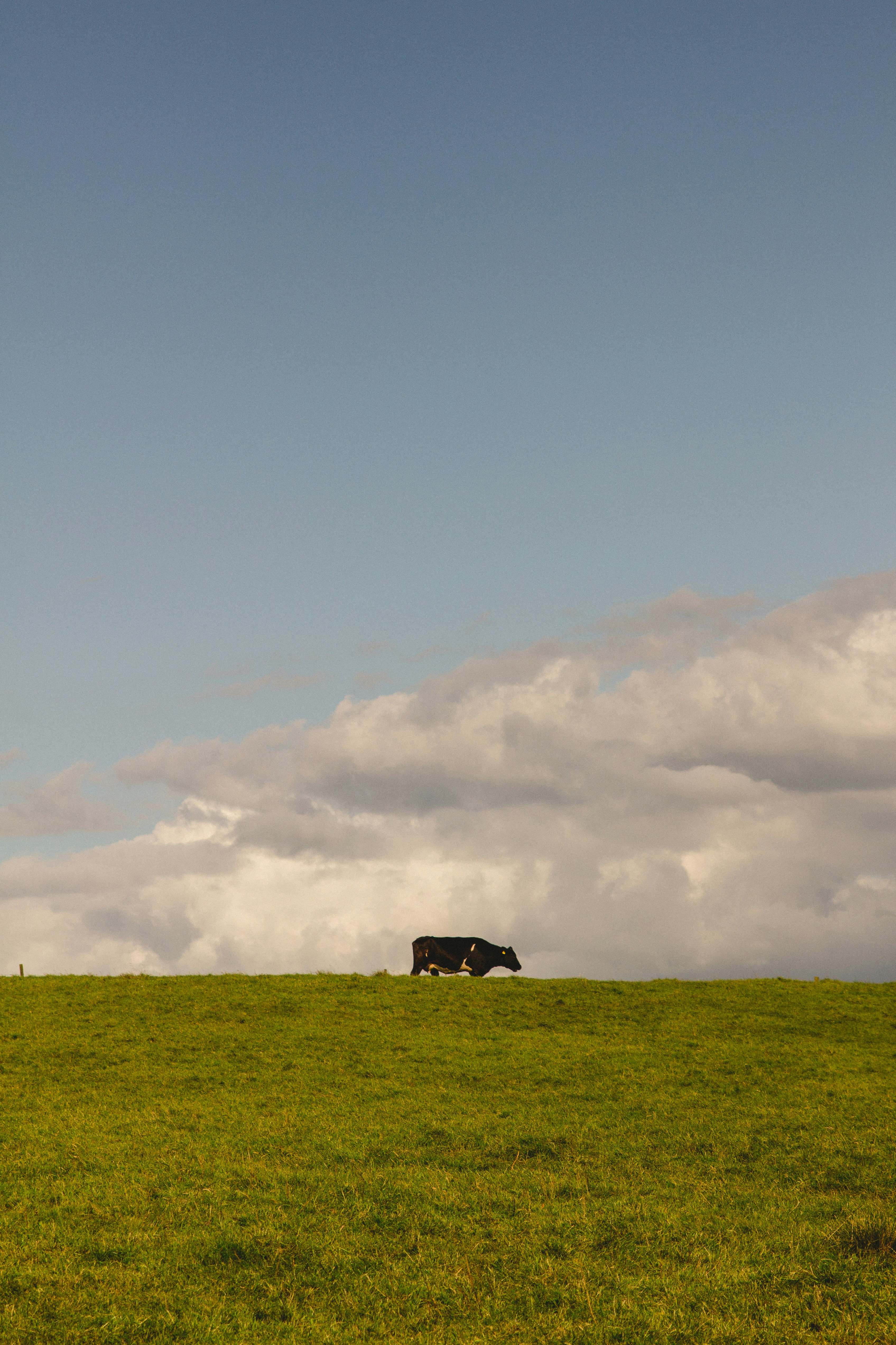 Une vache solitaire paît dans un vaste champ verdoyant sous un ciel nuageux.