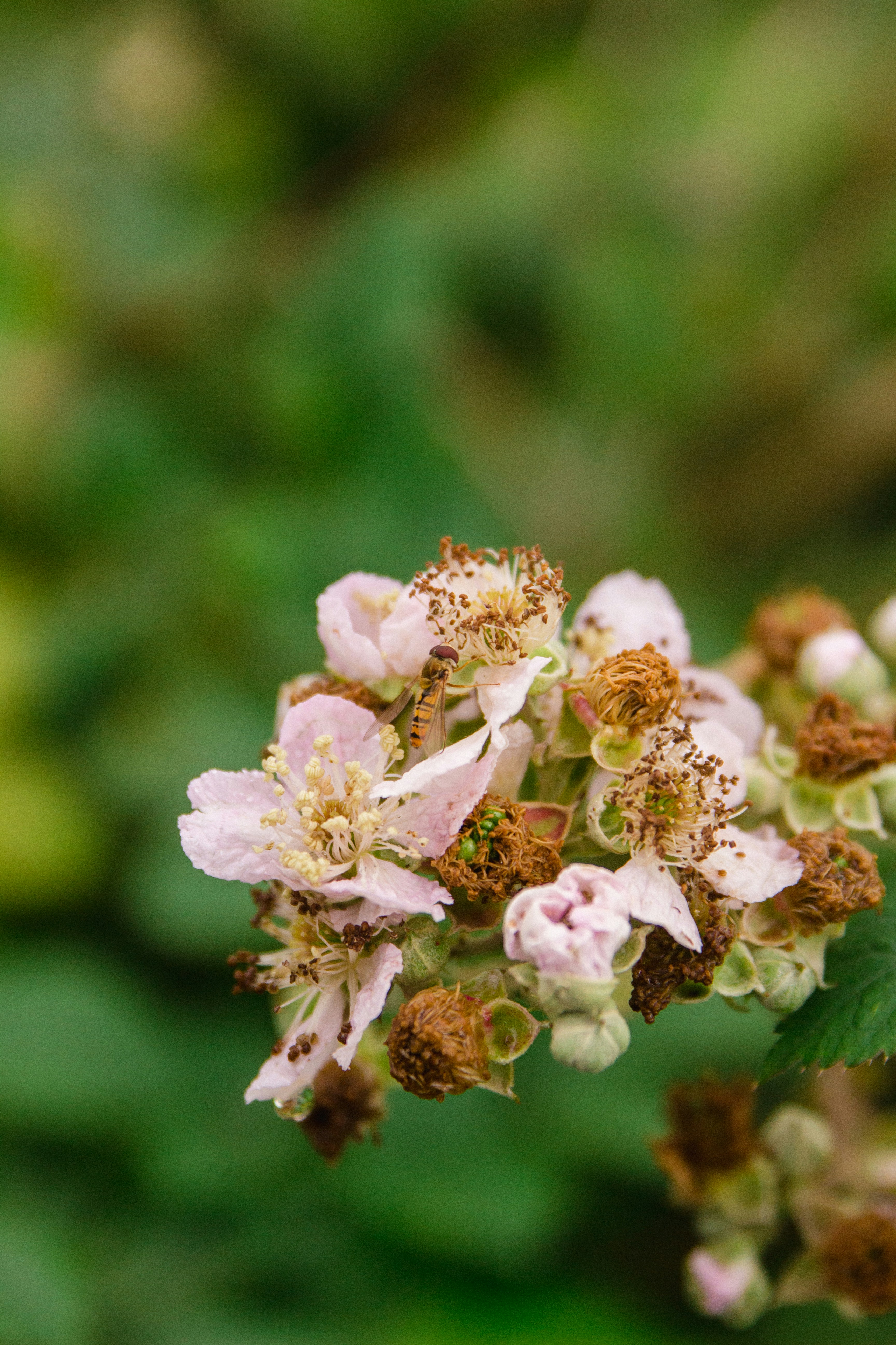 De délicates fleurs roses s’épanouissent sur un fond vert flou.