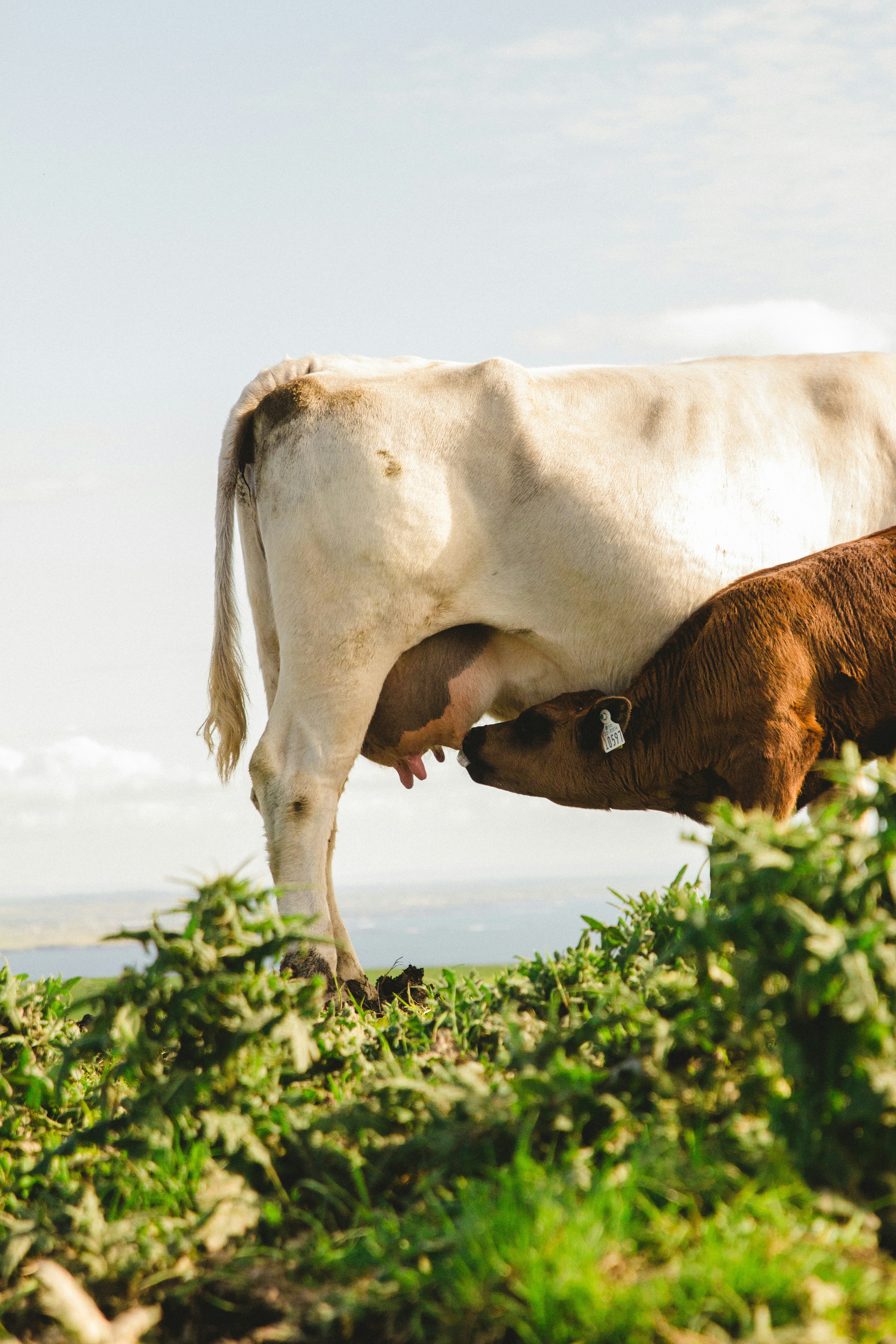 Un veau allaite sa vache mère sur une colline herbeuse.