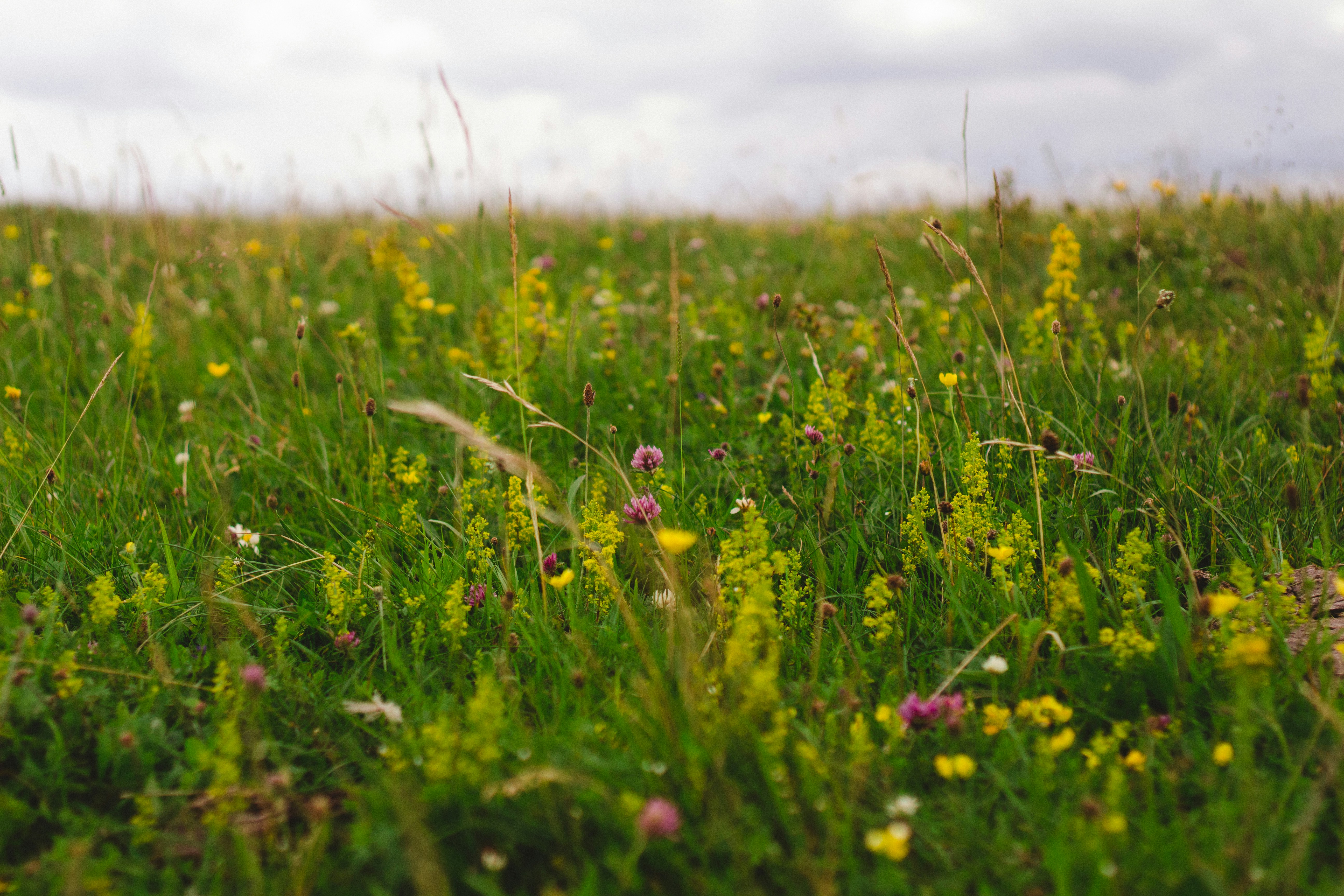 Champ vert aux fleurs jaunes sous un ciel nuageux