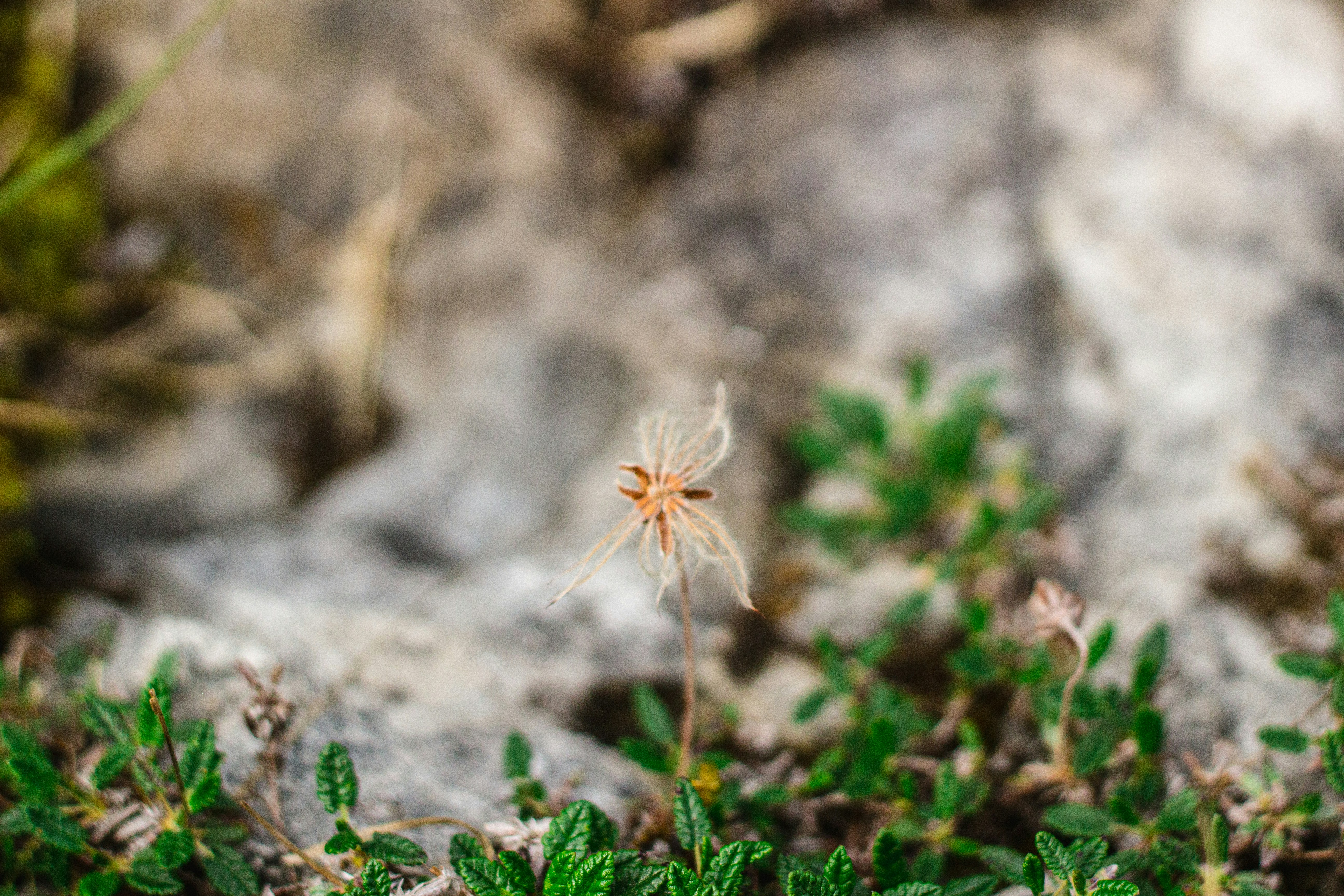 Un petit lapin jetant un coup d’œil à travers l’herbe verte