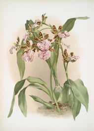 A delicate orchid plant with spotted pink and brown flowers.