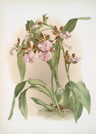 A delicate orchid plant with spotted pink and brown flowers.