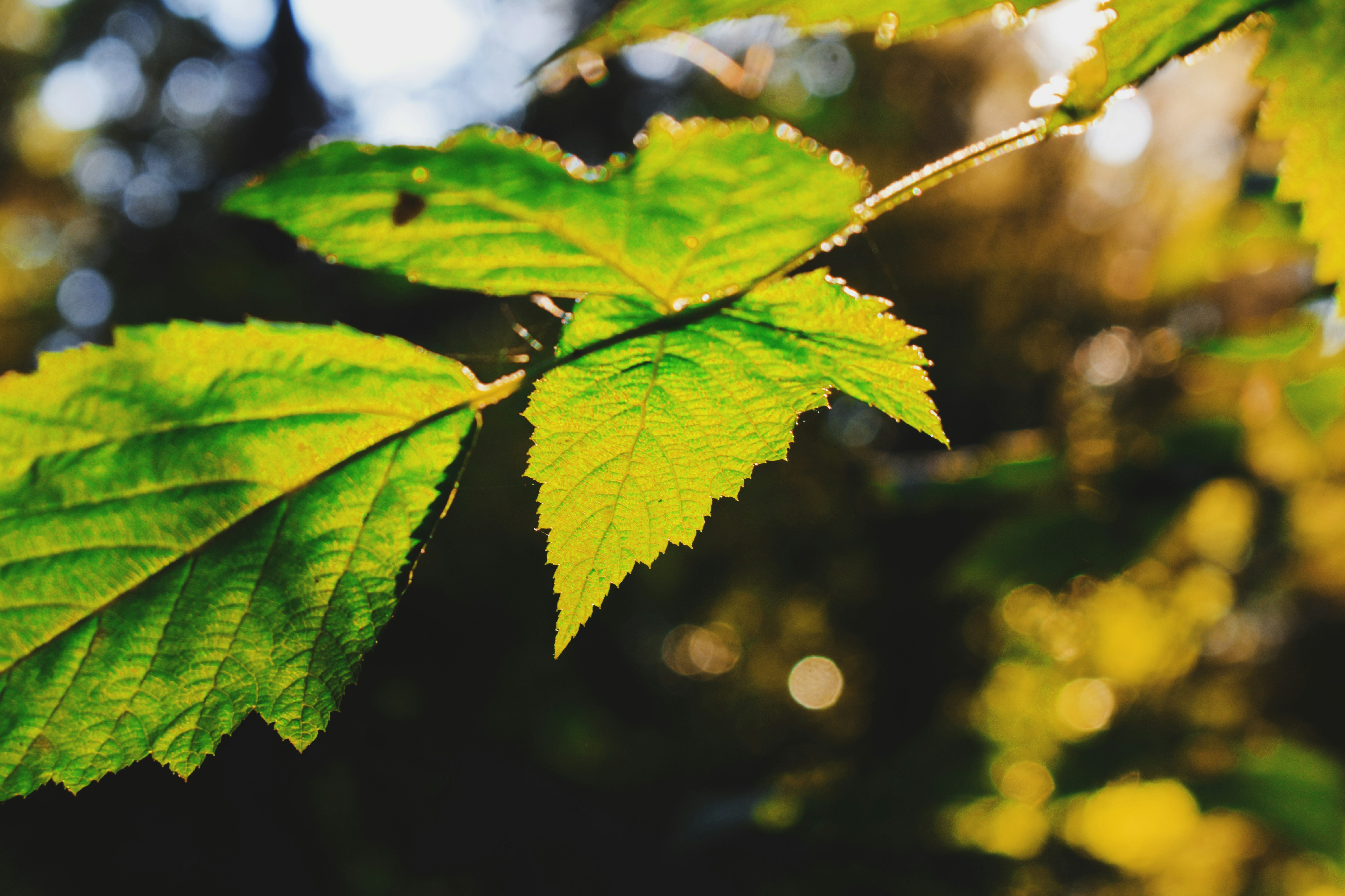 Photo by punkrockhippy_