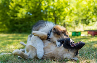 Two dogs playing together on grassy field