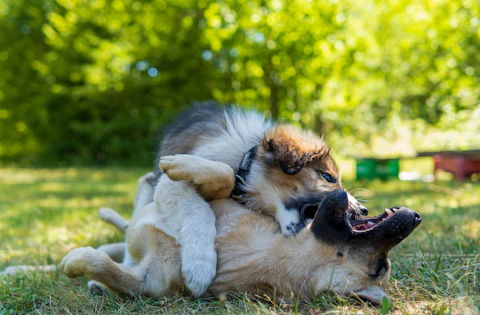 Two dogs playing together on grassy field