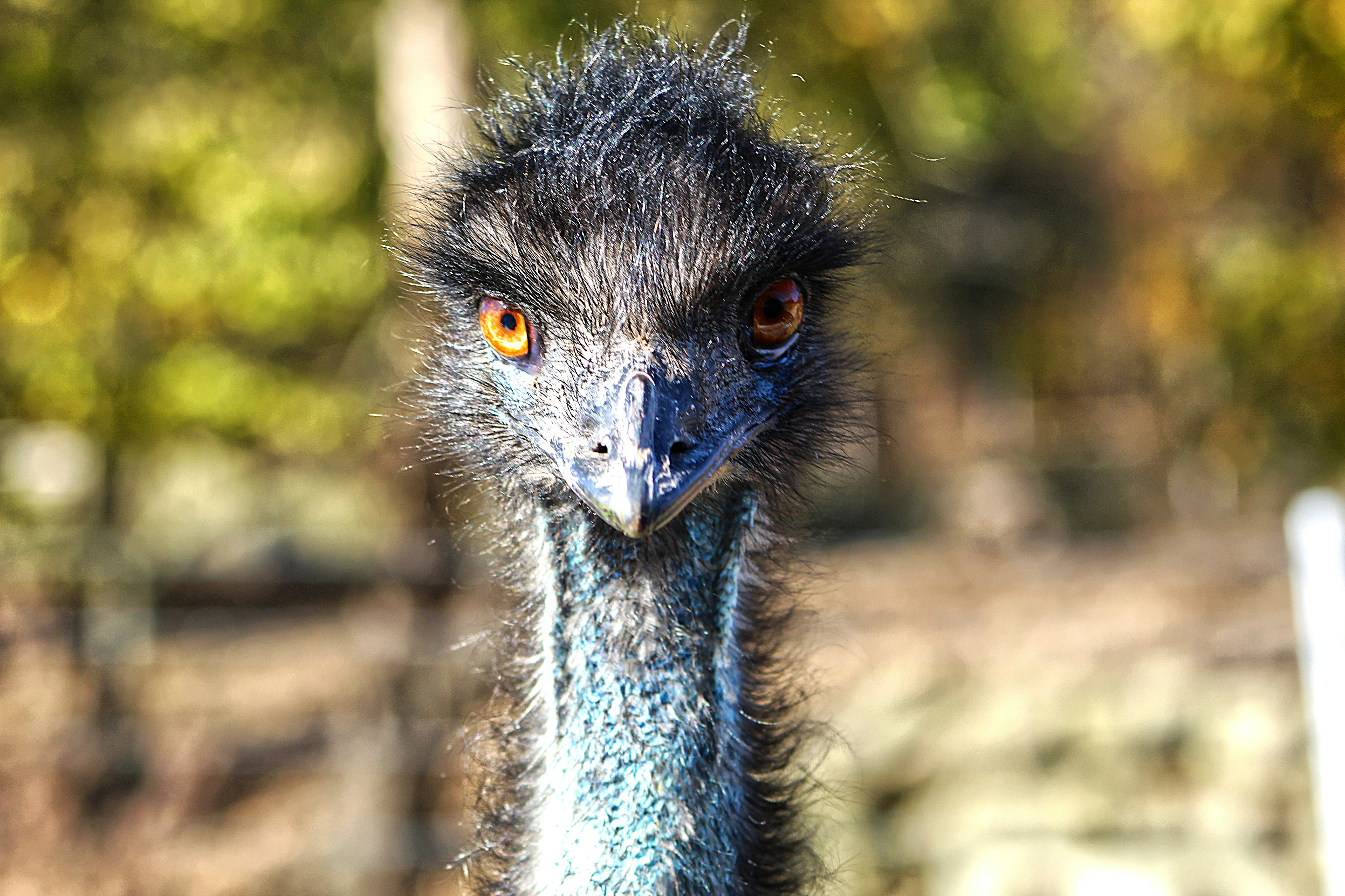 Close-up of an emu's face with a blurry background