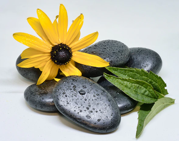 Yellow flower with stones and green leaves