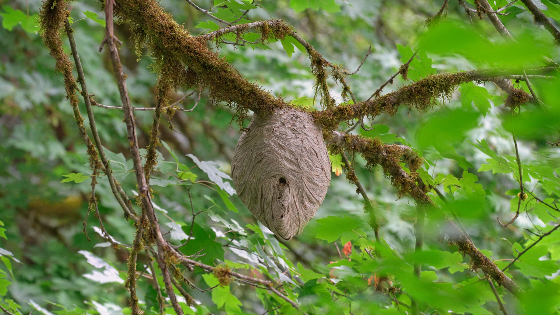 A wasp nest hangs from a tree branch