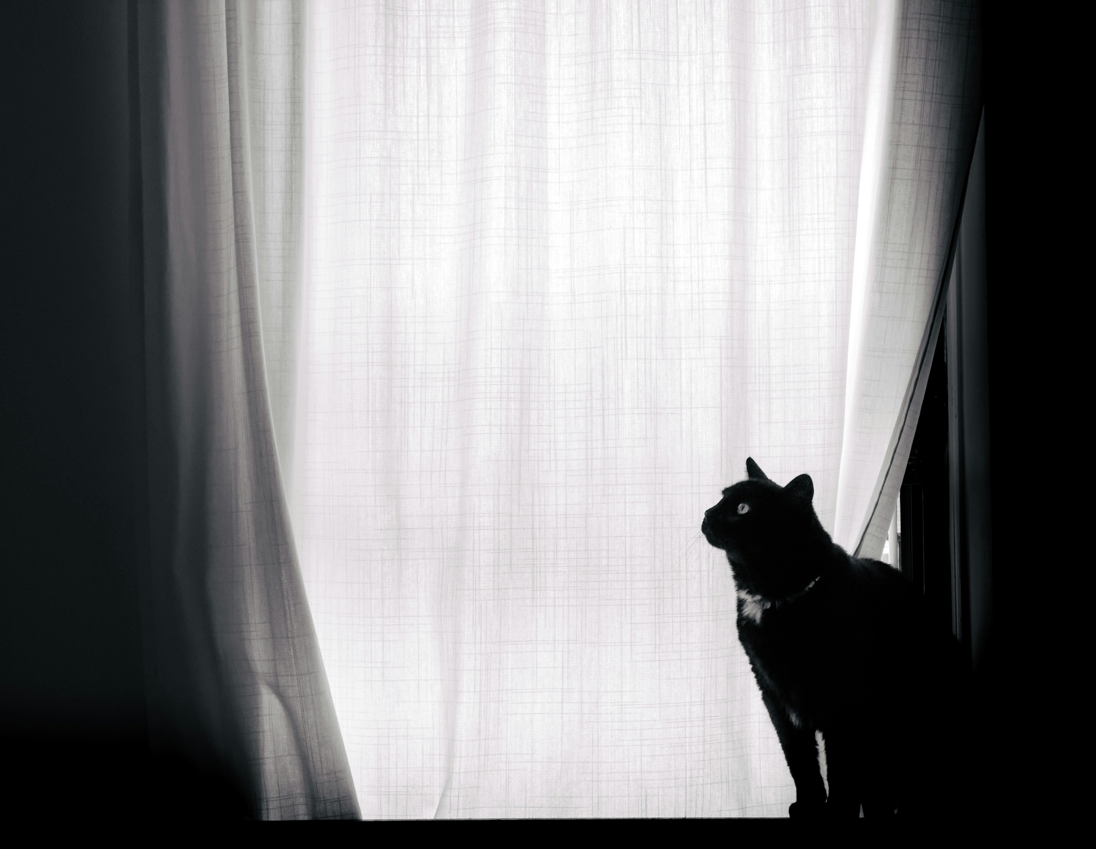 Black cat silhouetted against a bright window