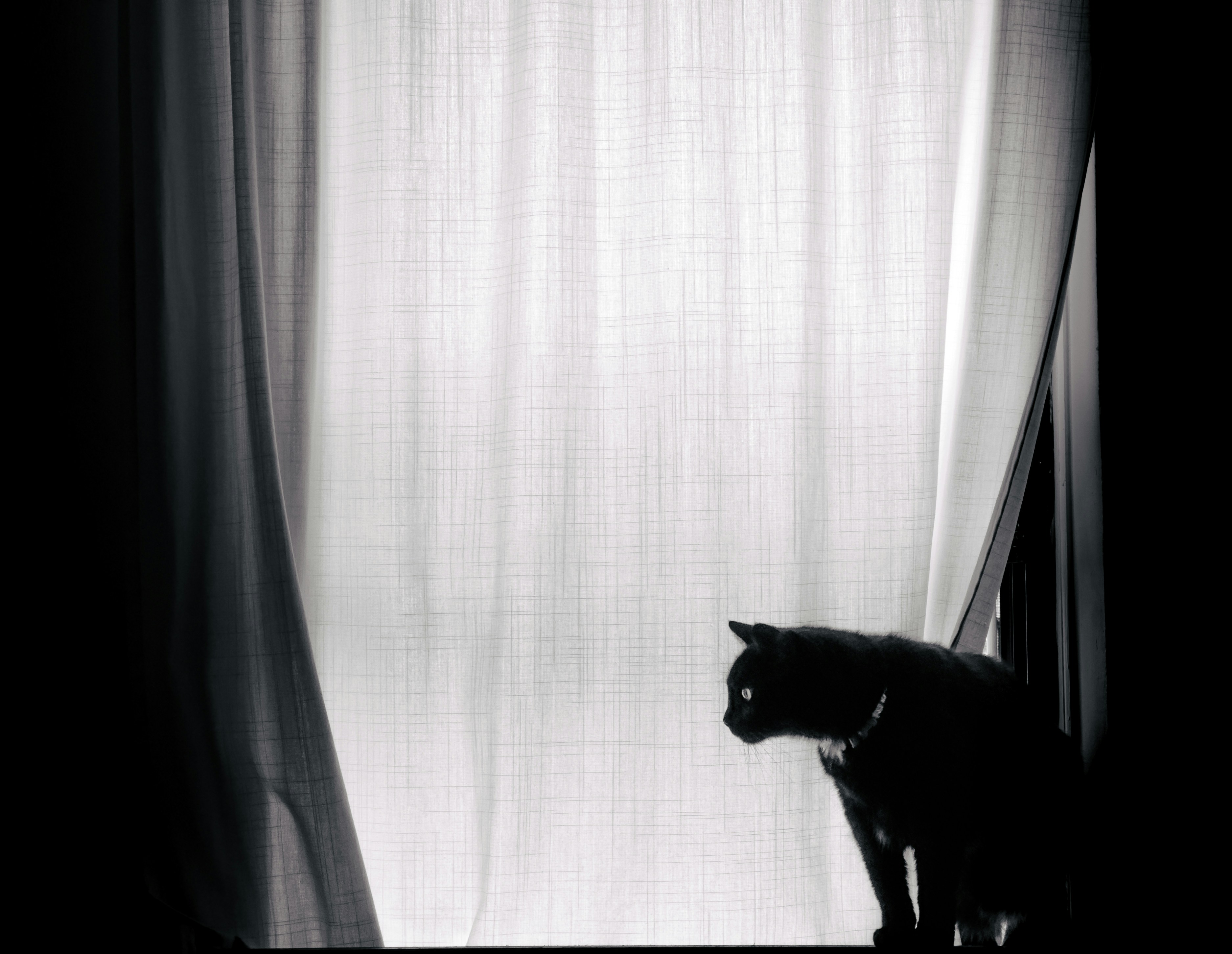 Silhouette of a cat looking out a window