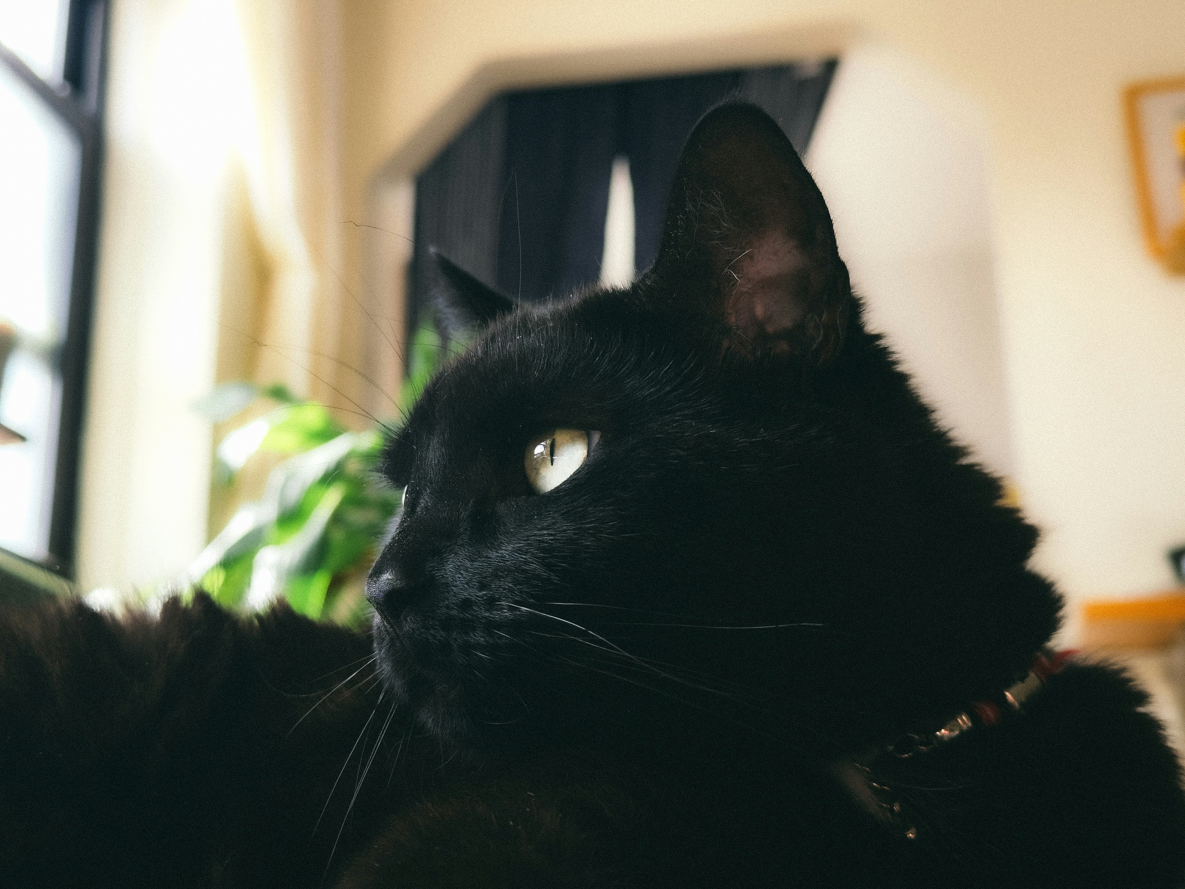 A black cat with green eyes looks forward.