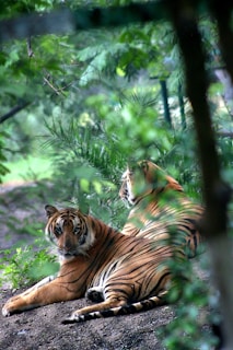 Tiger resting on rocks surrounded by lush greenery.