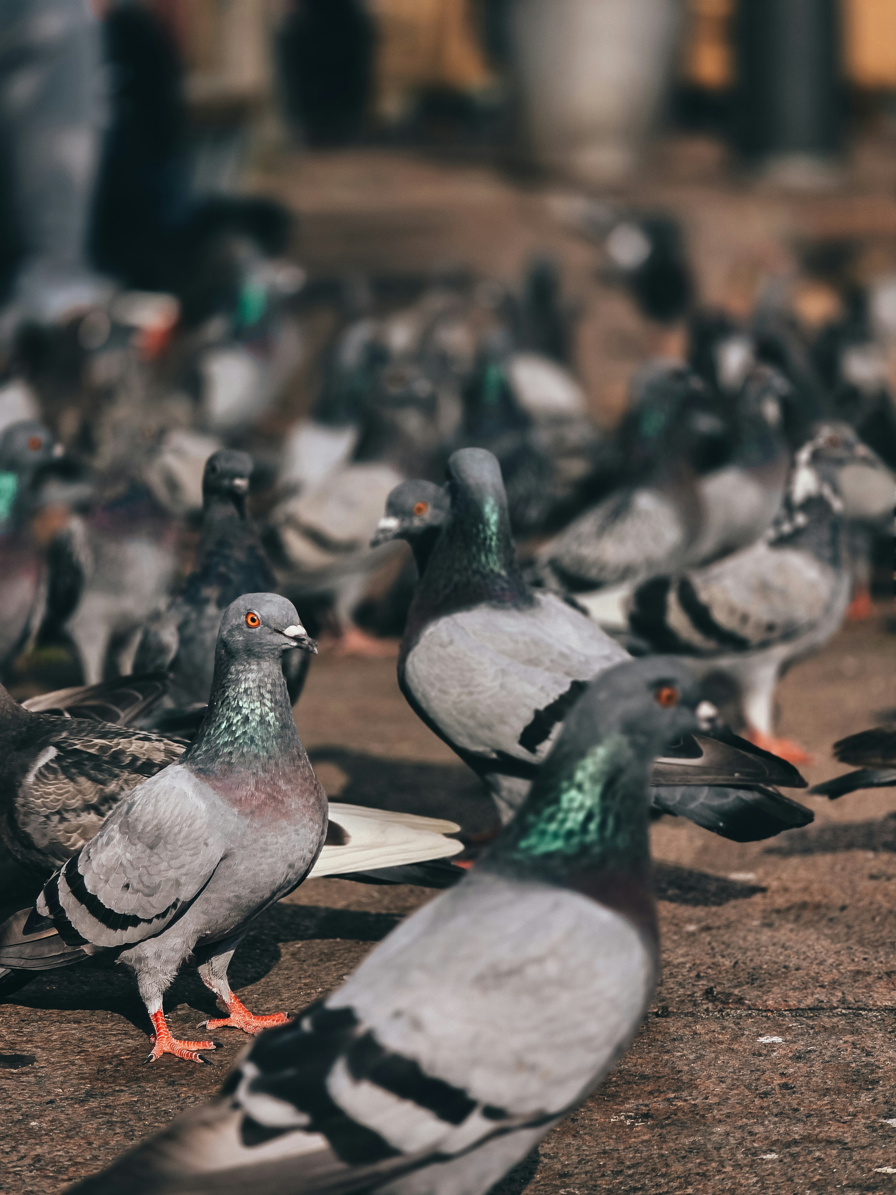 A flock of pigeons gathered on the ground.