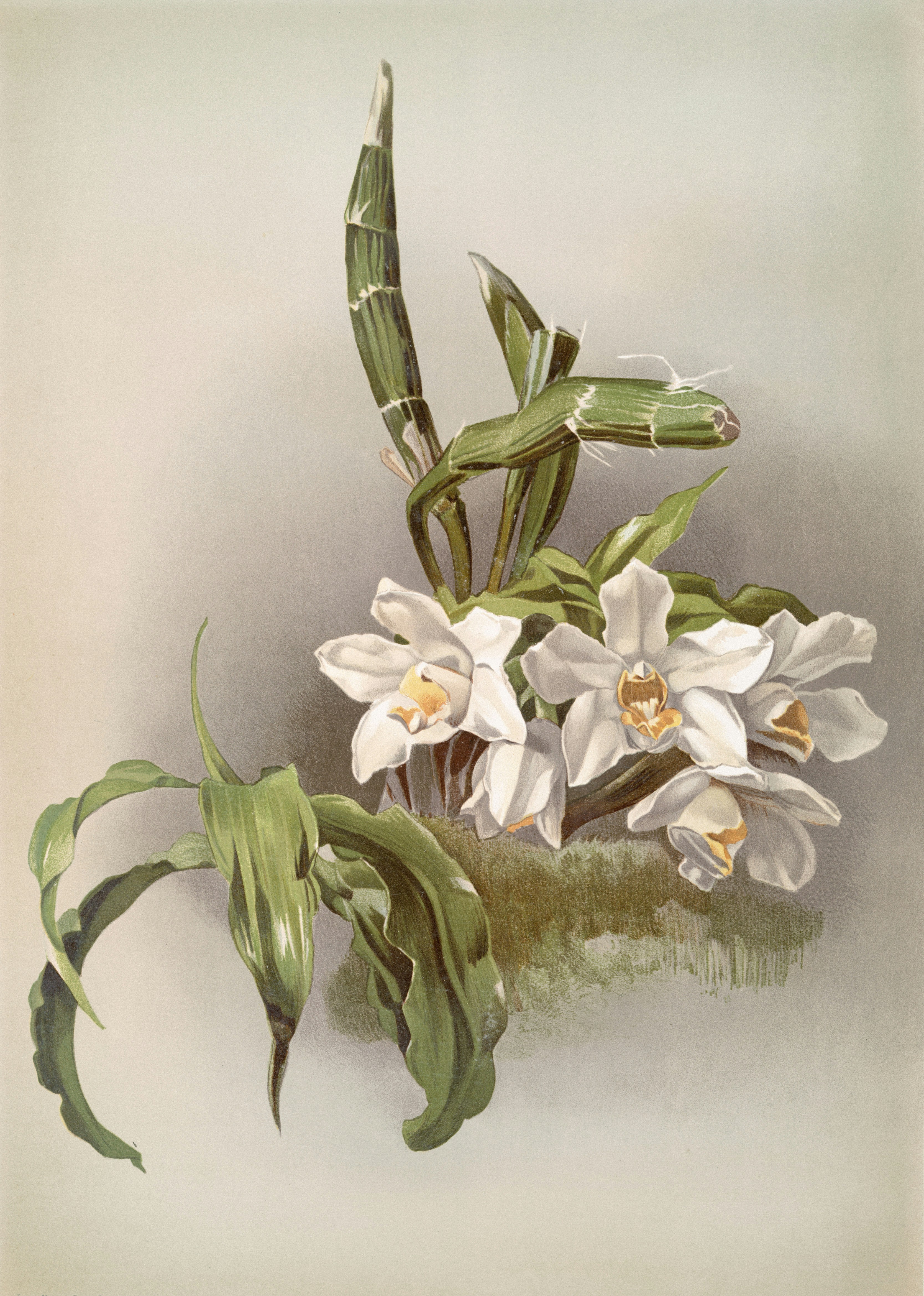 Classic painting featuring lilies