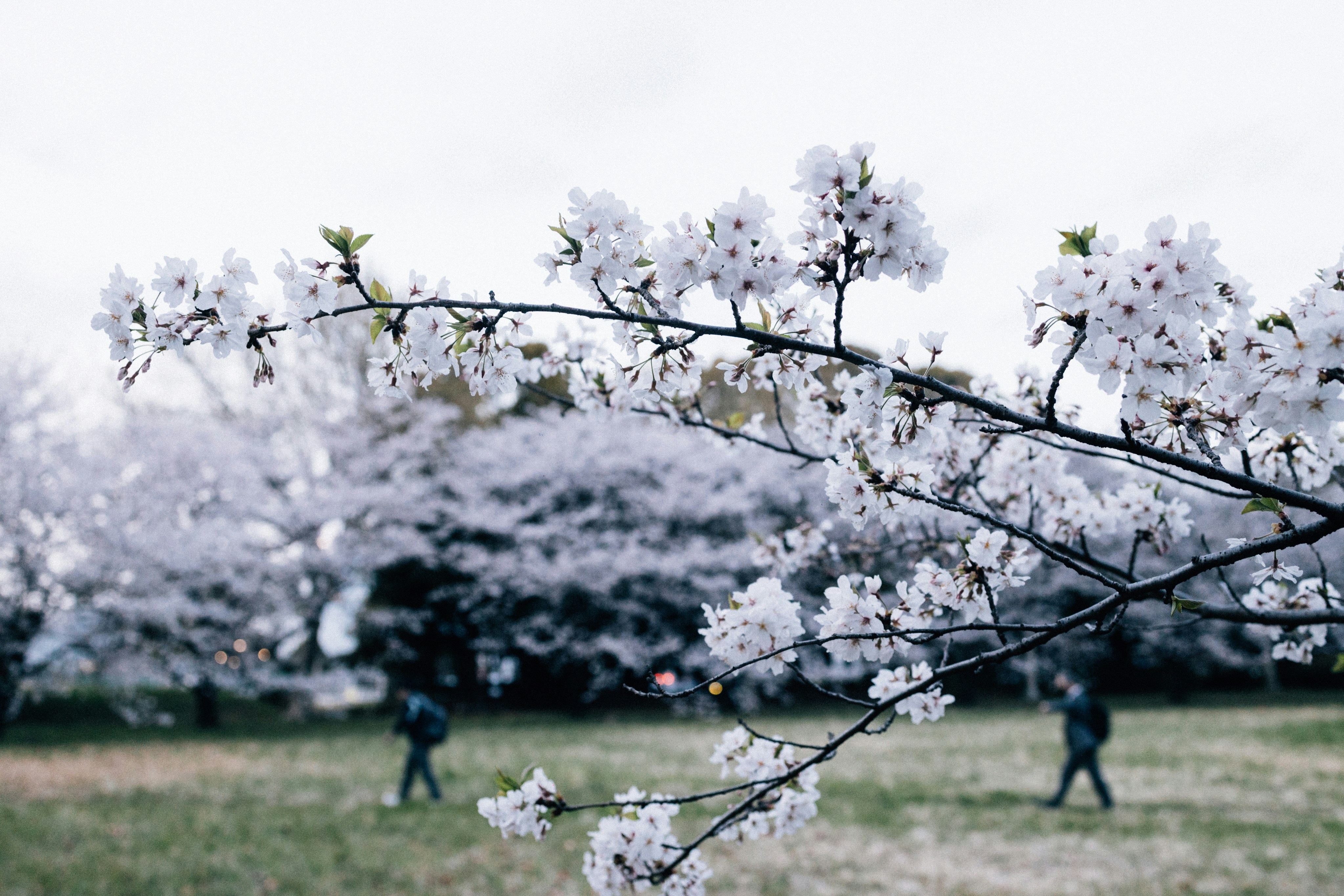 Photo by tsuyoshikozu