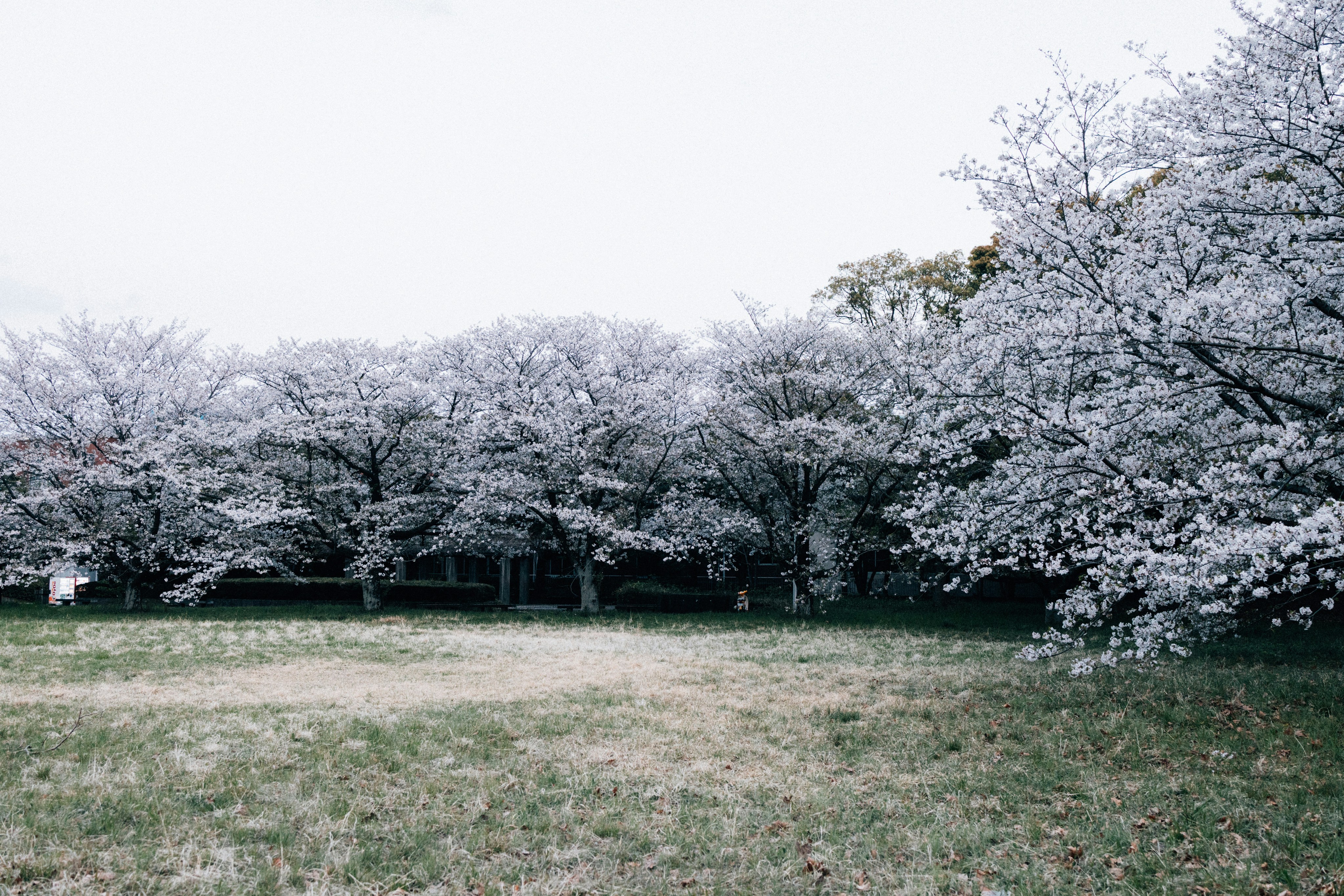 Photo by tsuyoshikozu