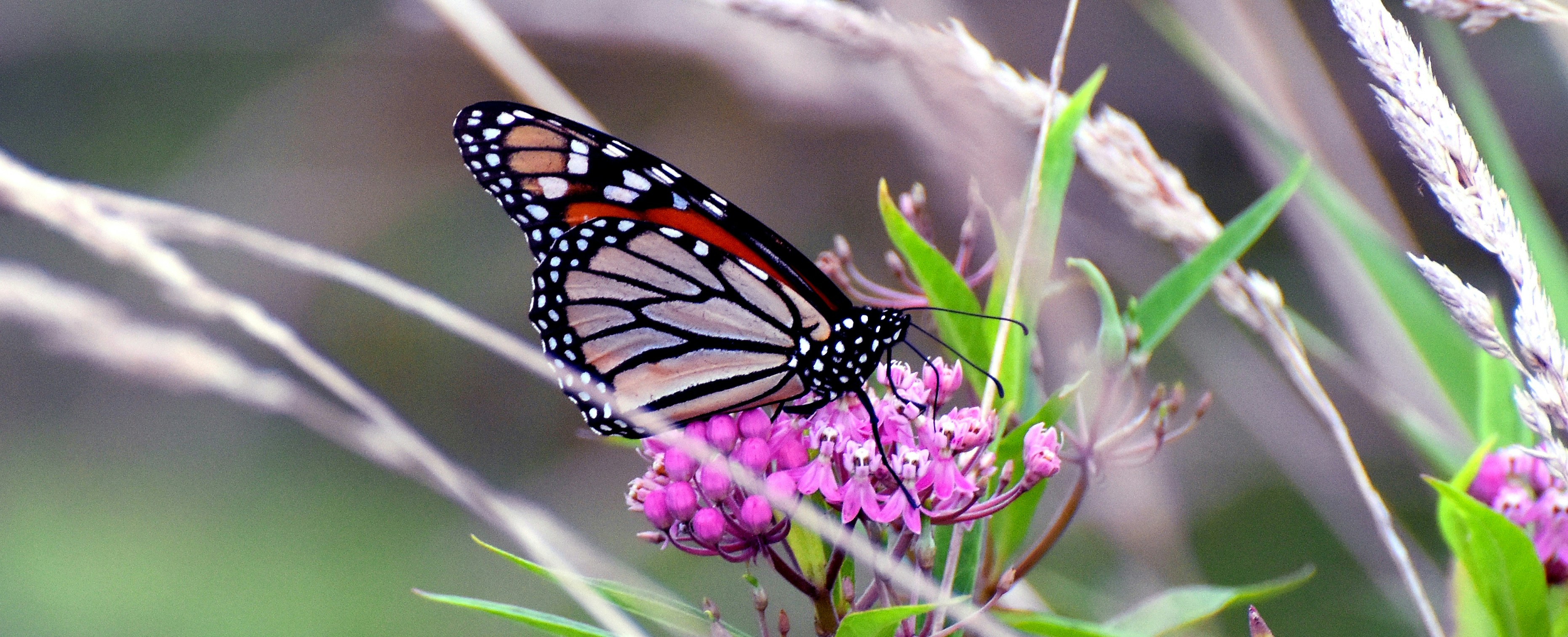 Monarch butterfly resting on purple wildflowers.