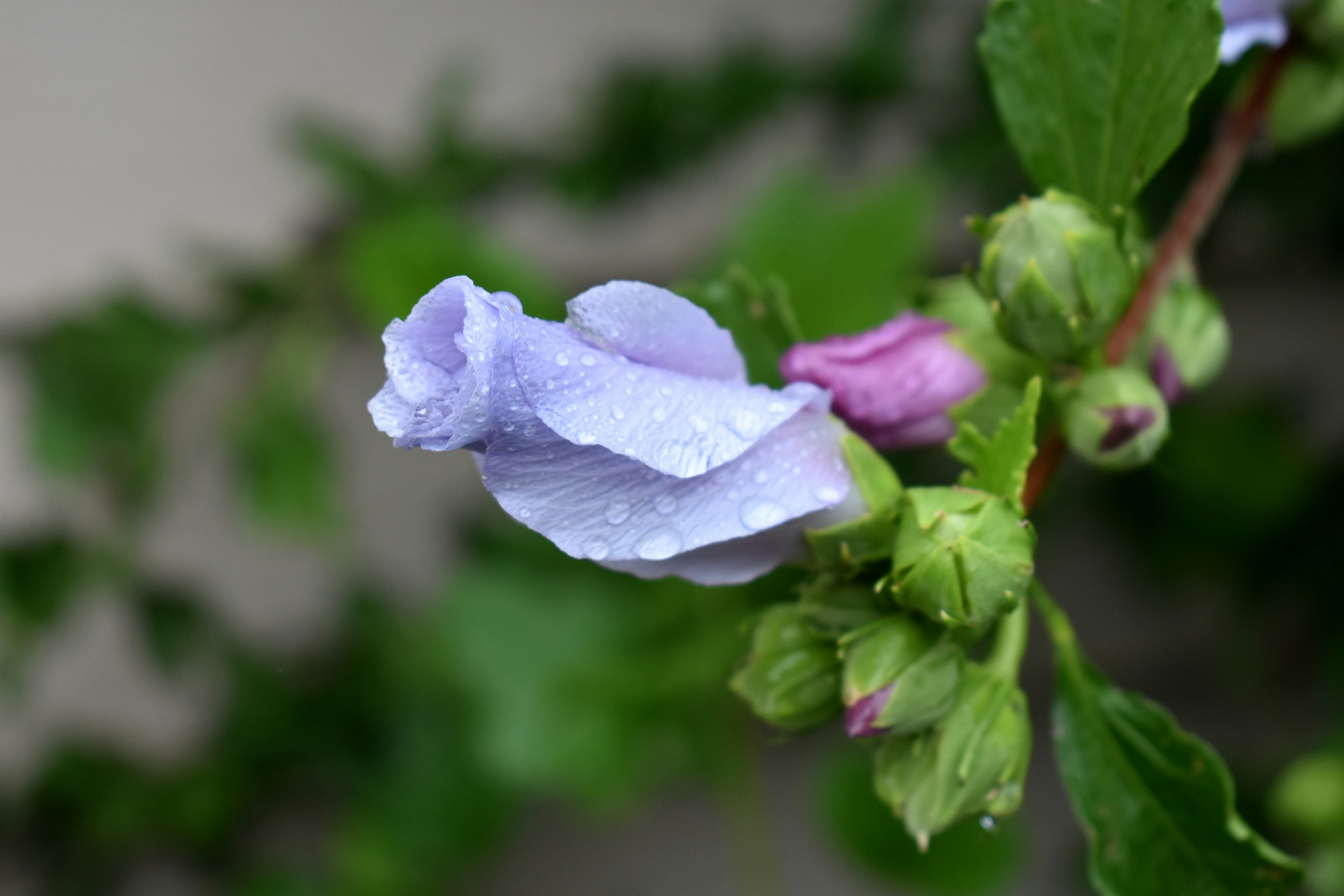 A delicate light purple flower bud with water droplets.