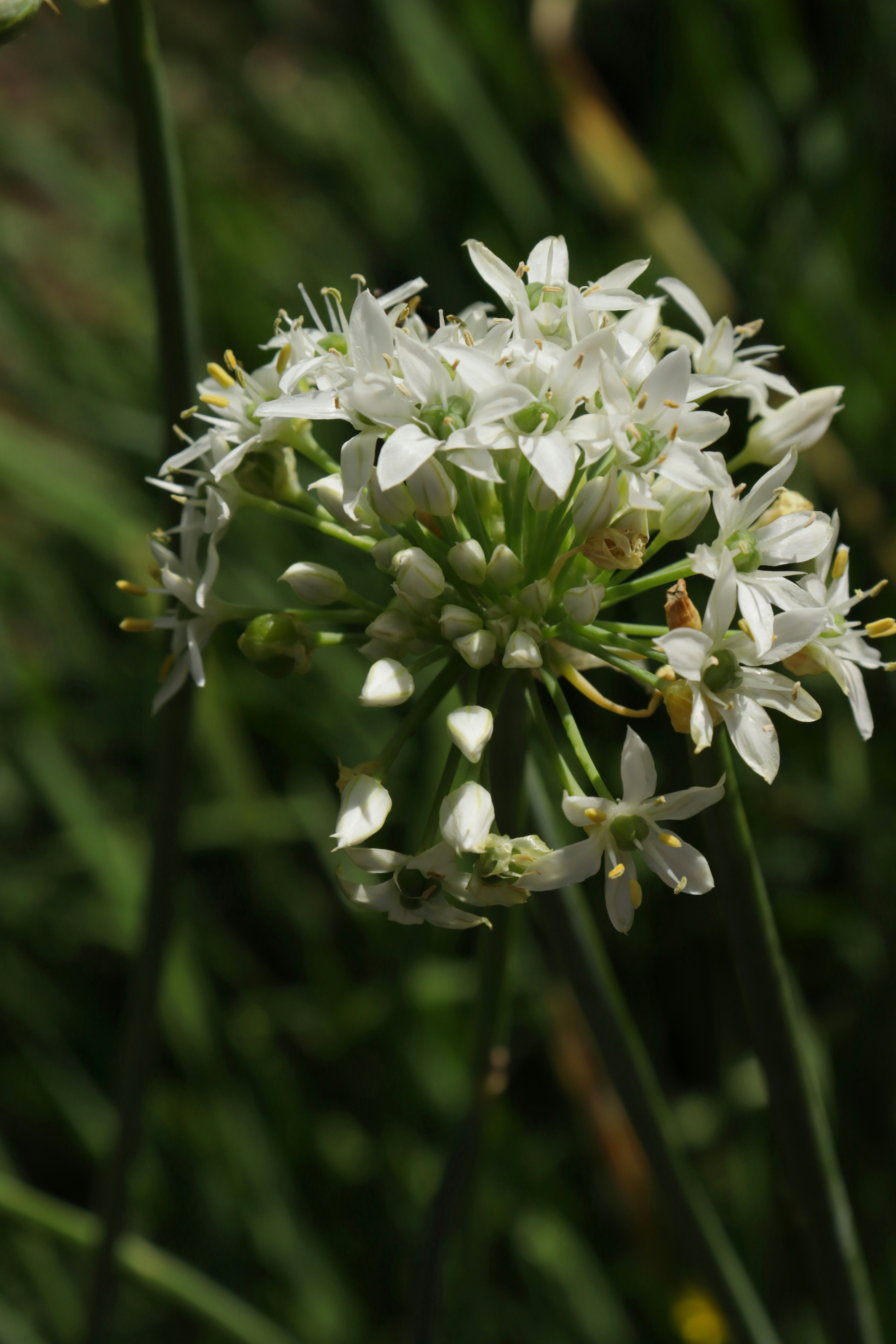 Photo by bored_mongoose