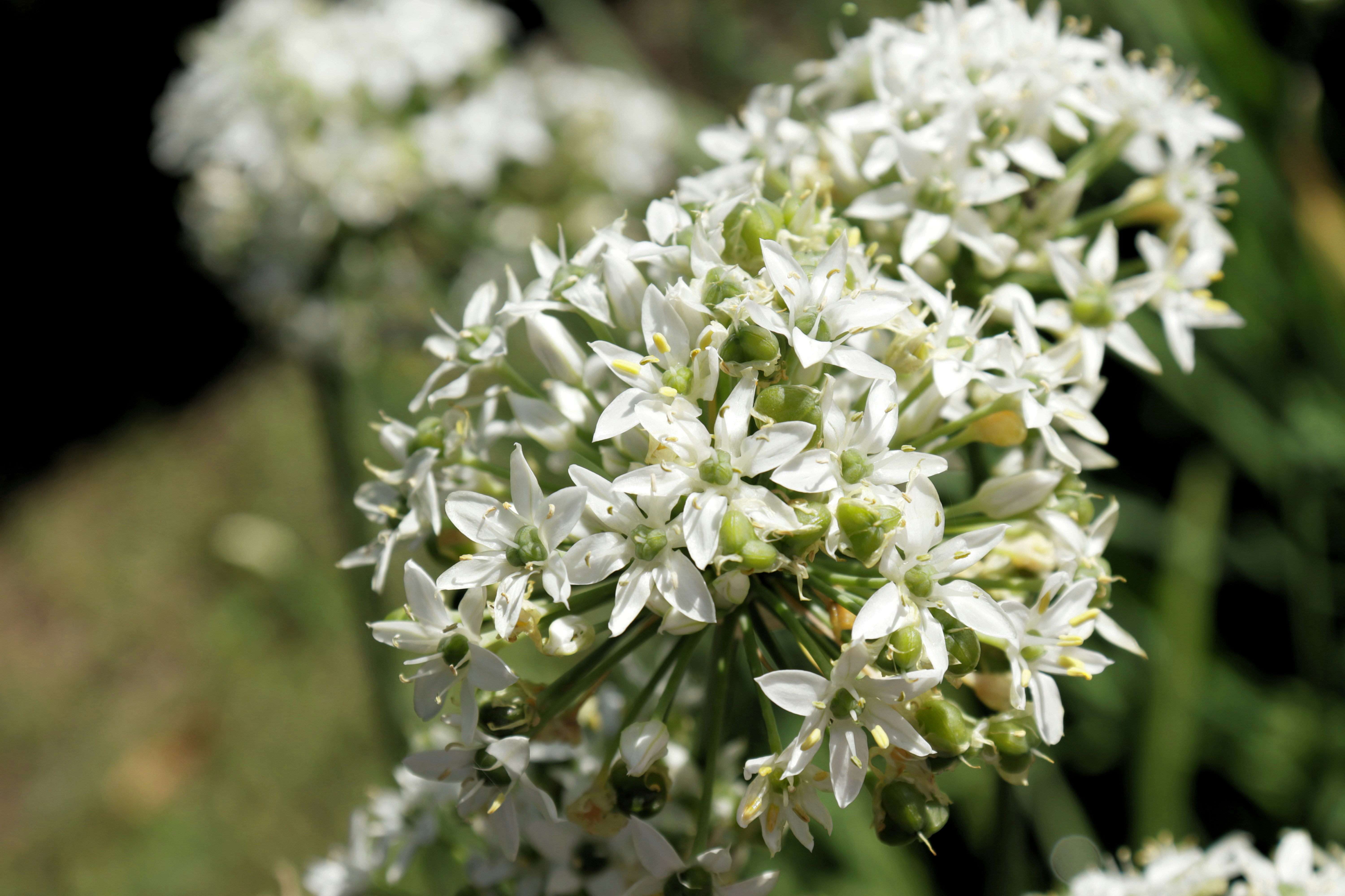 Photo by bored_mongoose