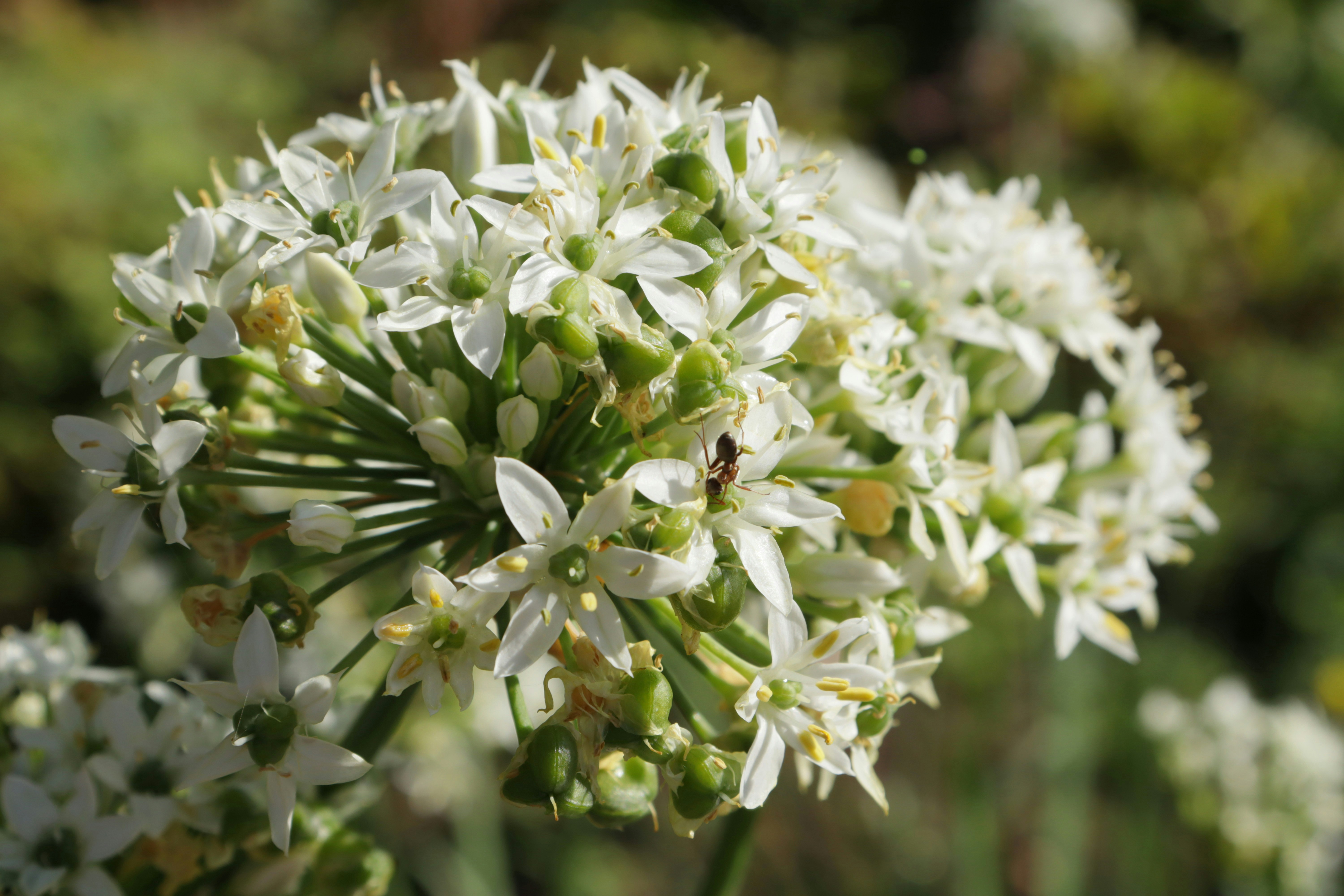 Photo by bored_mongoose