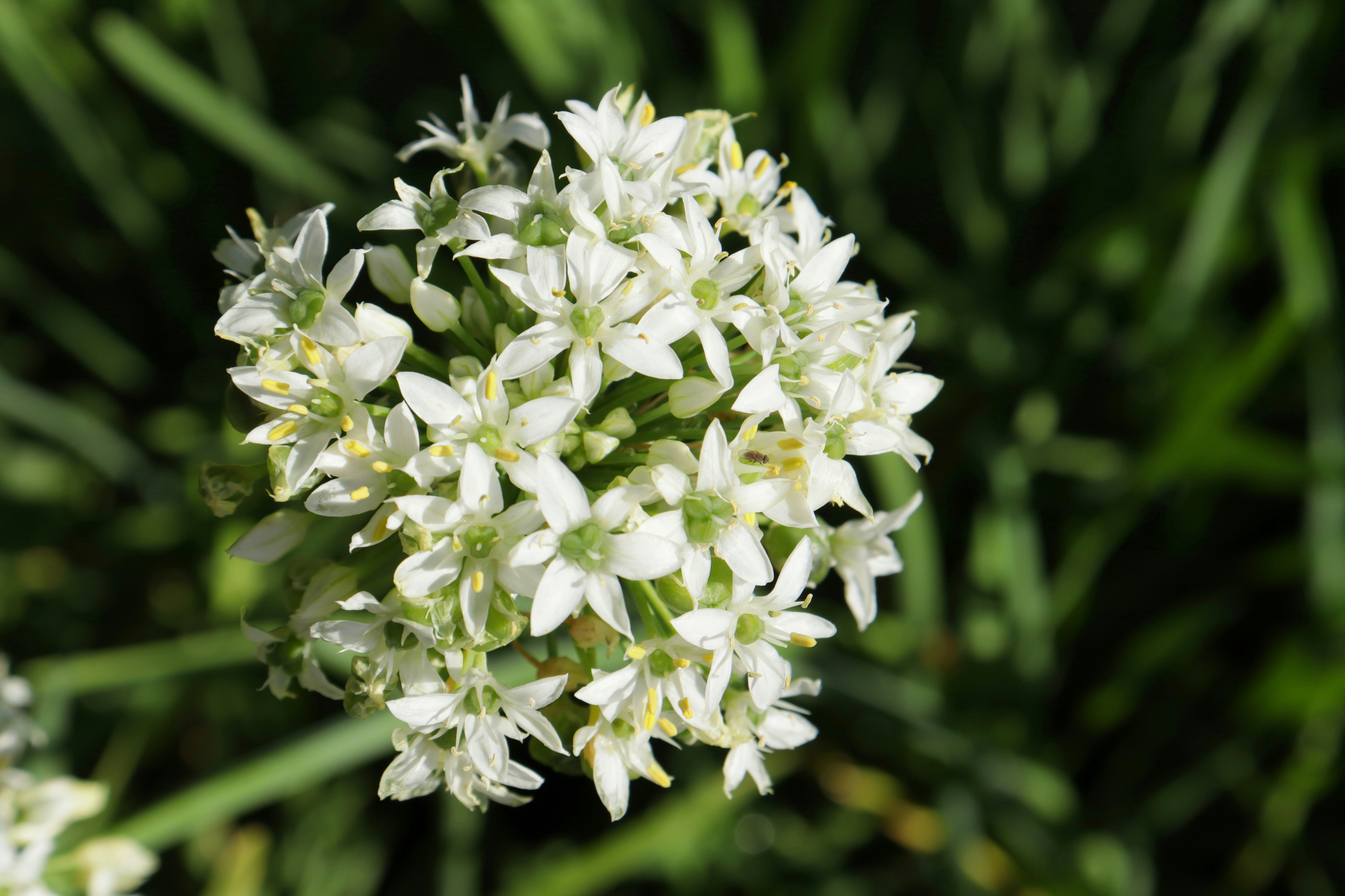 Photo by bored_mongoose