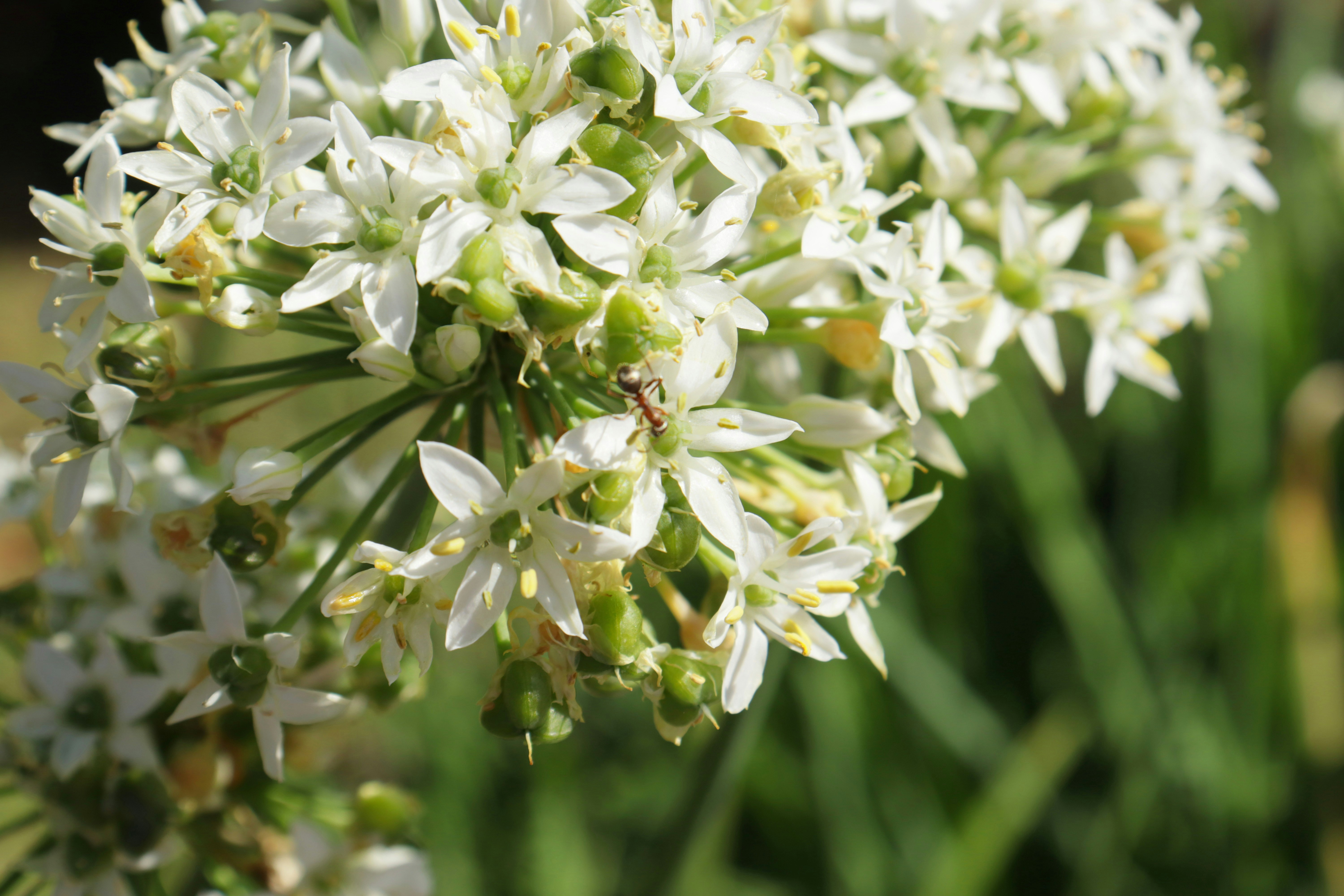 Photo by bored_mongoose